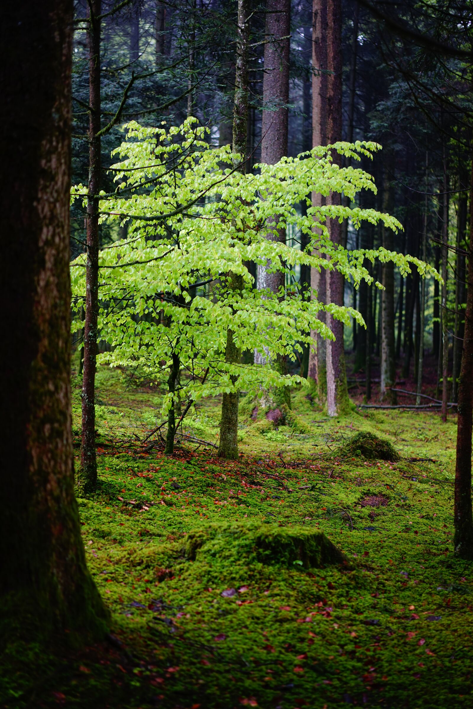 Sony a7R sample photo. Forest, beech, leaves photography