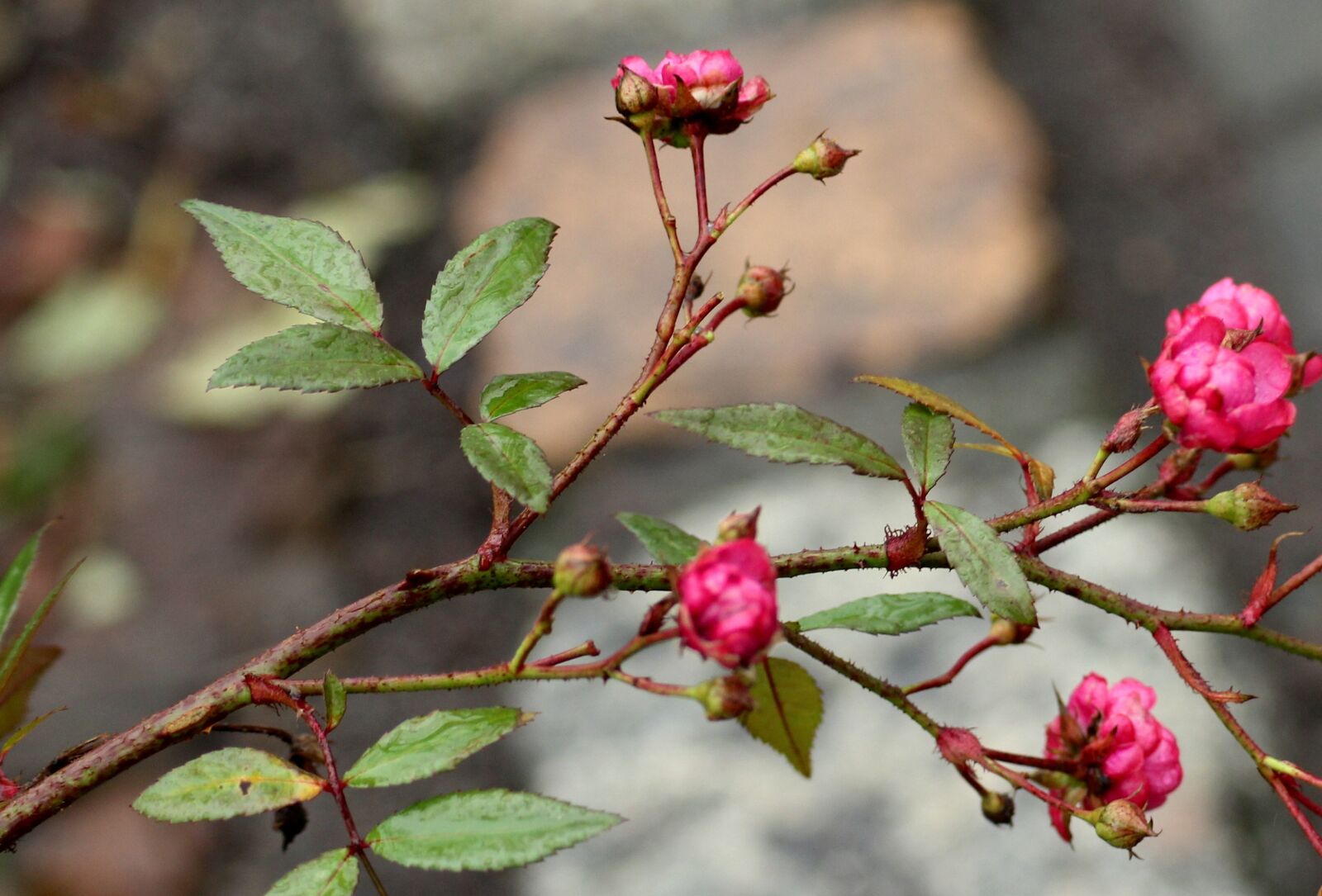Canon EOS 1200D (EOS Rebel T5 / EOS Kiss X70 / EOS Hi) sample photo. Rubella, rubella syndrome, bush photography