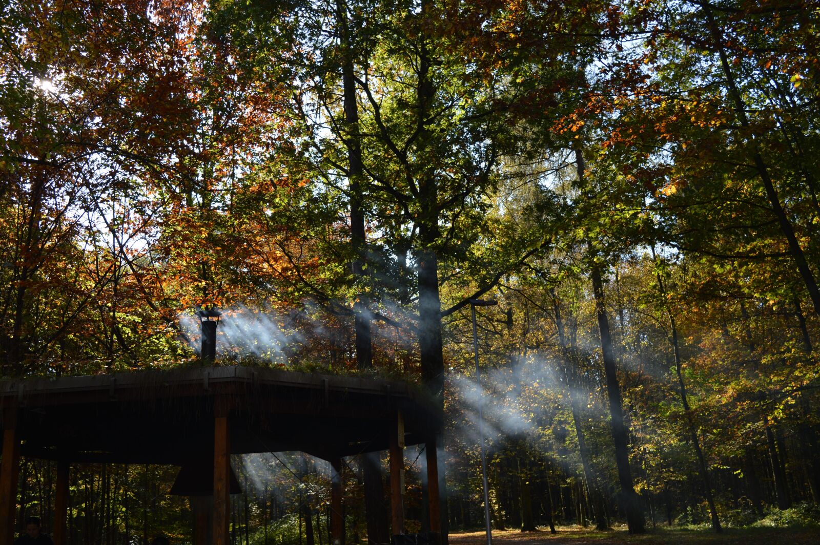 Nikon D3200 sample photo. Forest, trees, nature photography