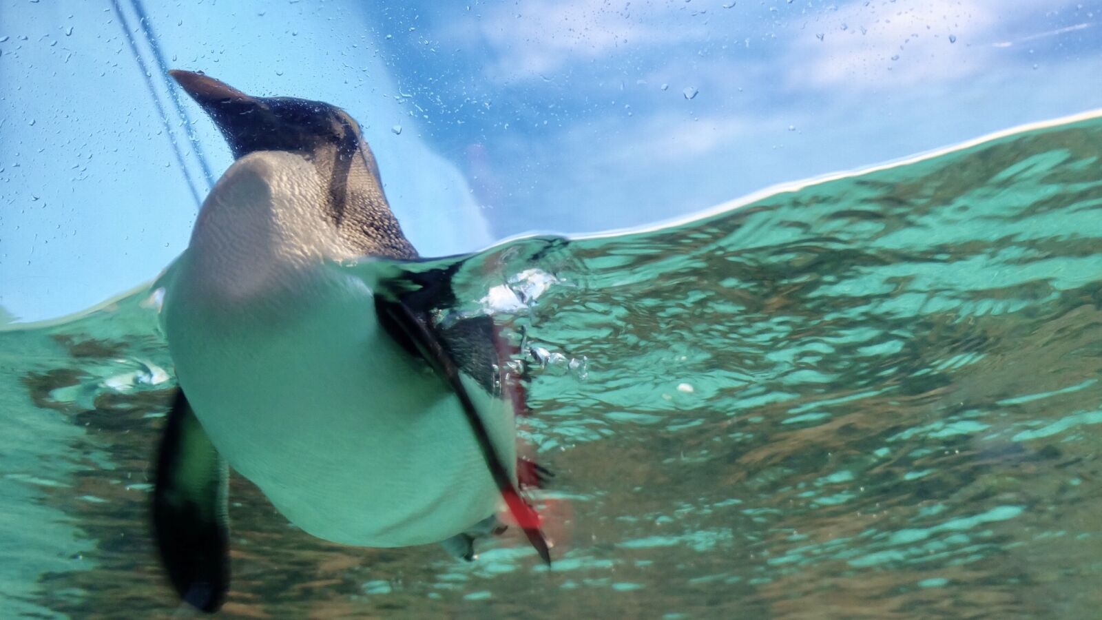 Fujifilm X-A1 sample photo. Penguin, aquarium, cute photography