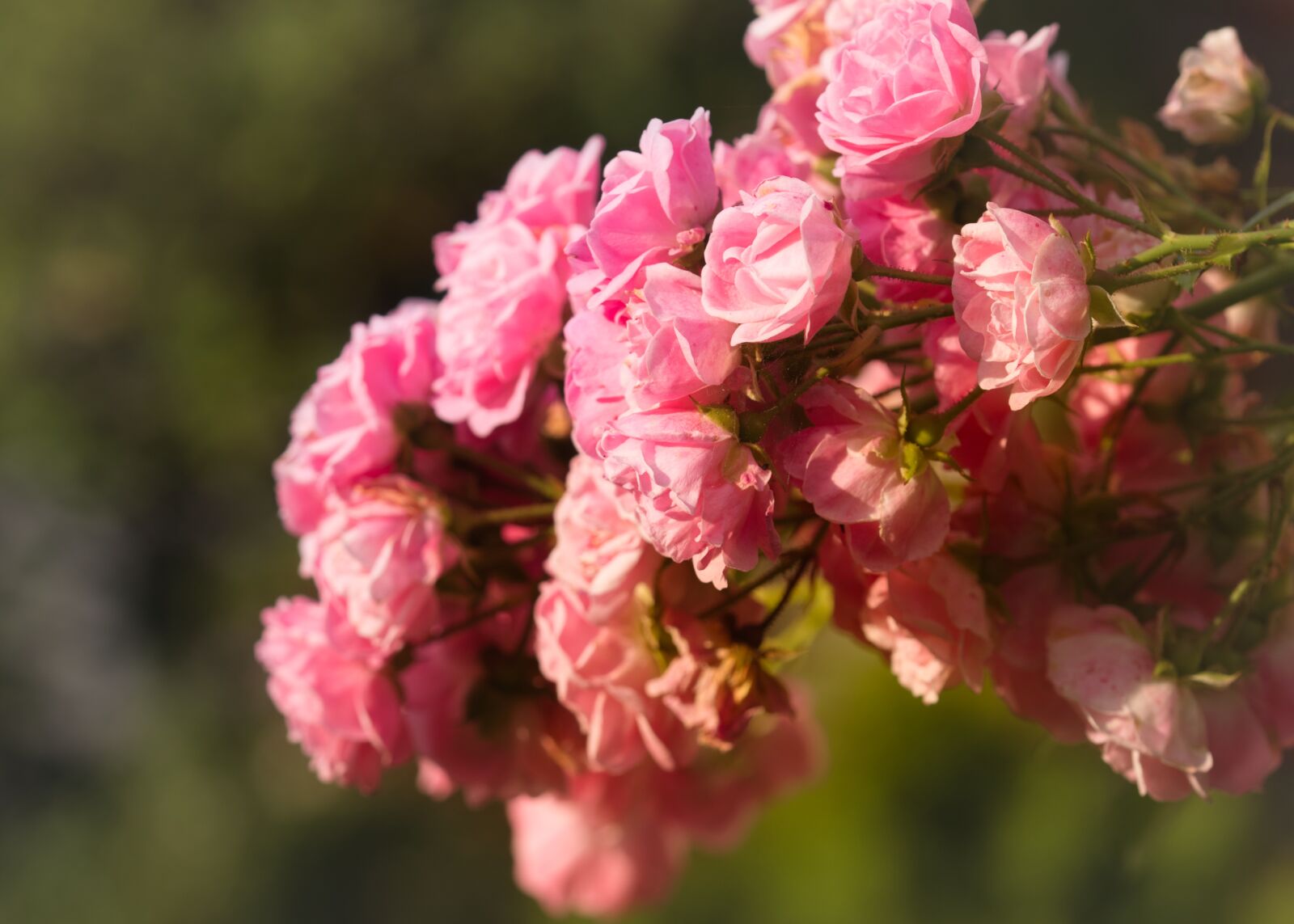 Canon EOS 200D (EOS Rebel SL2 / EOS Kiss X9) sample photo. Rose flower, romantic, pink photography