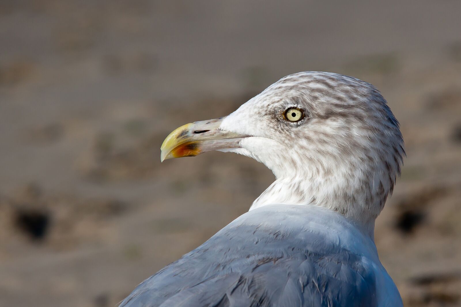 Canon EOS 50D sample photo. Seagull, sea, bird photography