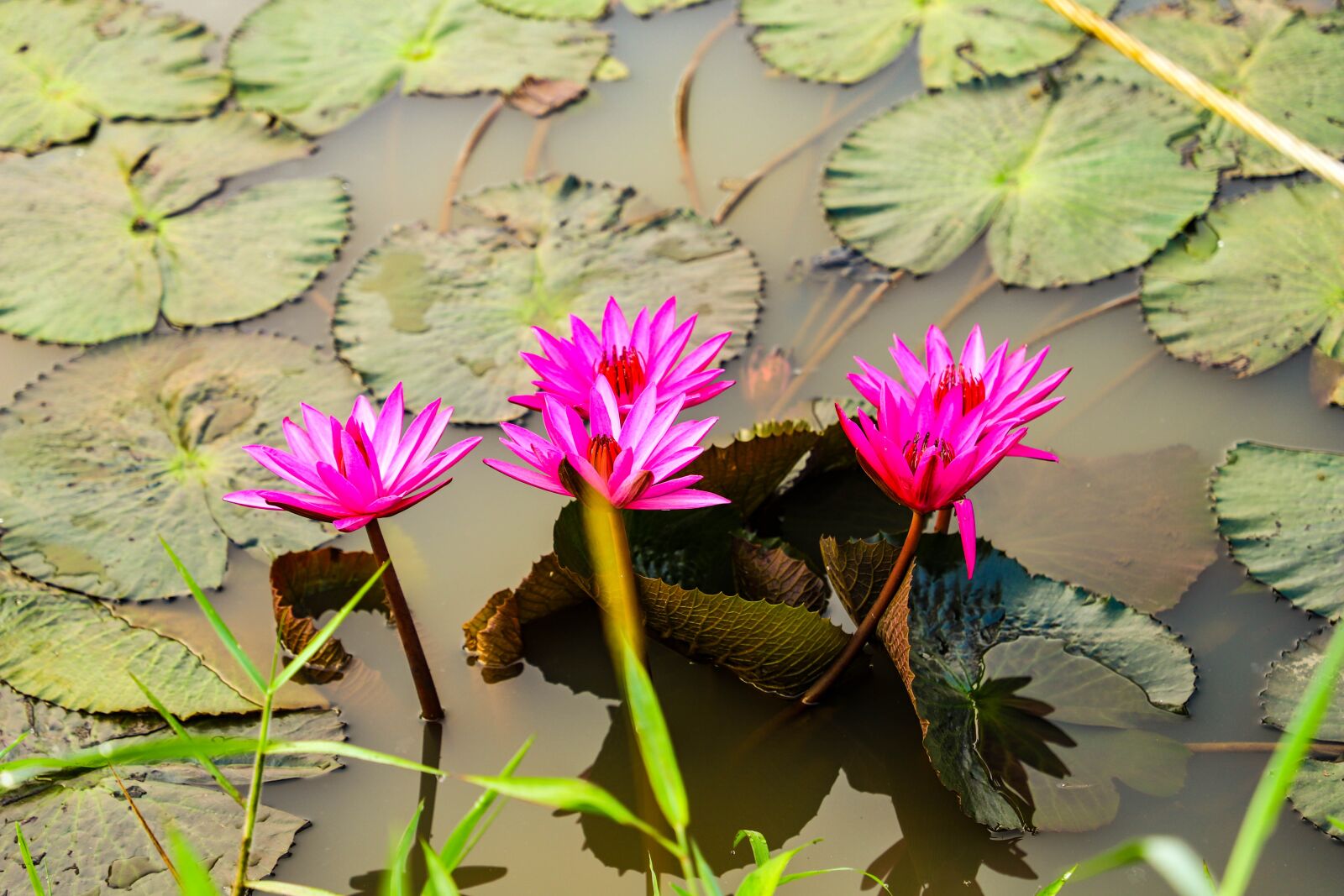 Canon EOS 6D Mark II sample photo. Nature, fog, green photography