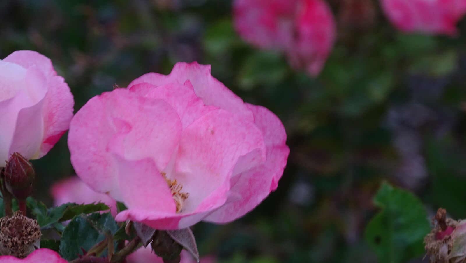 Sony Cyber-shot DSC-HX400V sample photo. Pink, french rose, rose photography