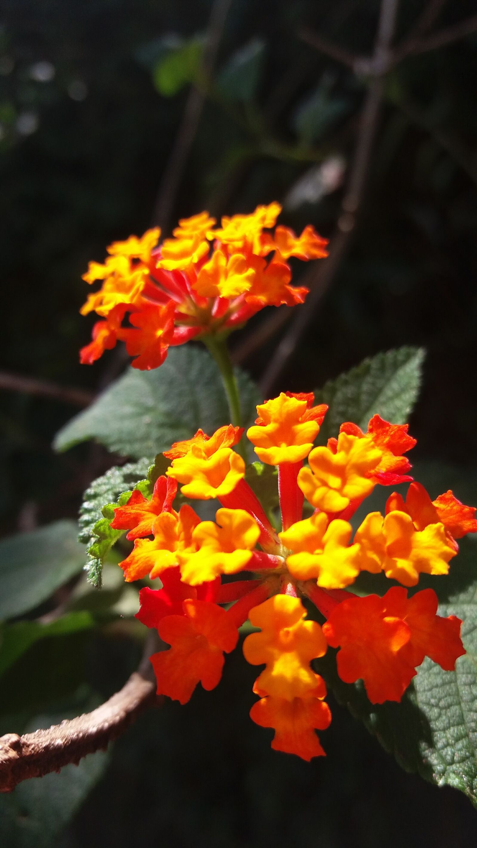 Samsung Galaxy J5 sample photo. Flower, flowers, nature photography
