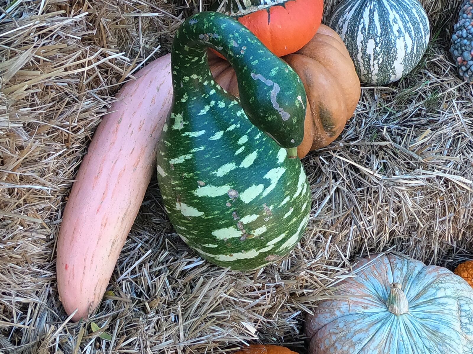 GoPro Hero6 Black sample photo. Gourd, pumpkin, squash photography