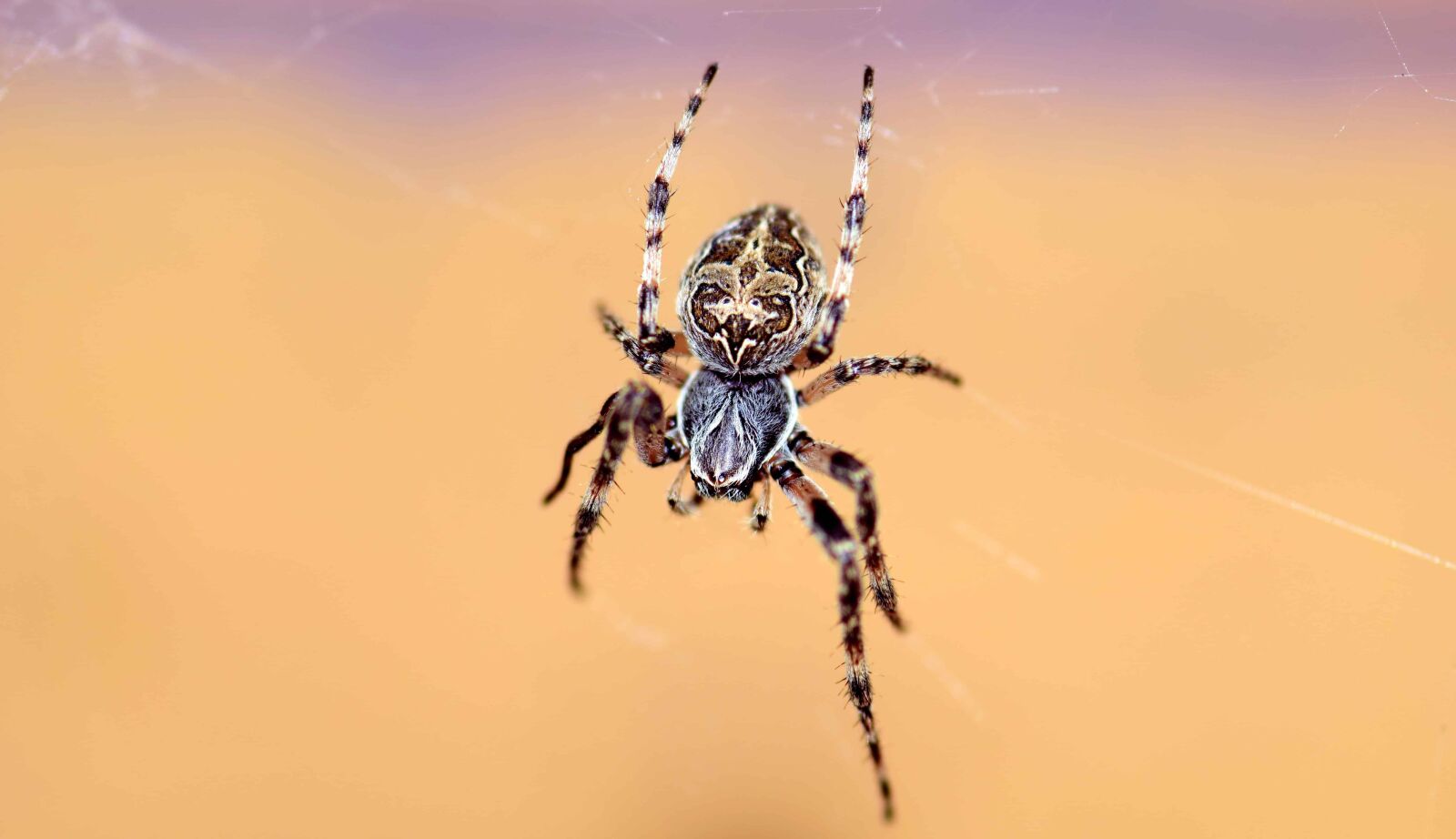 Nikon D3300 sample photo. Nature, spider, invertebrate, animal photography