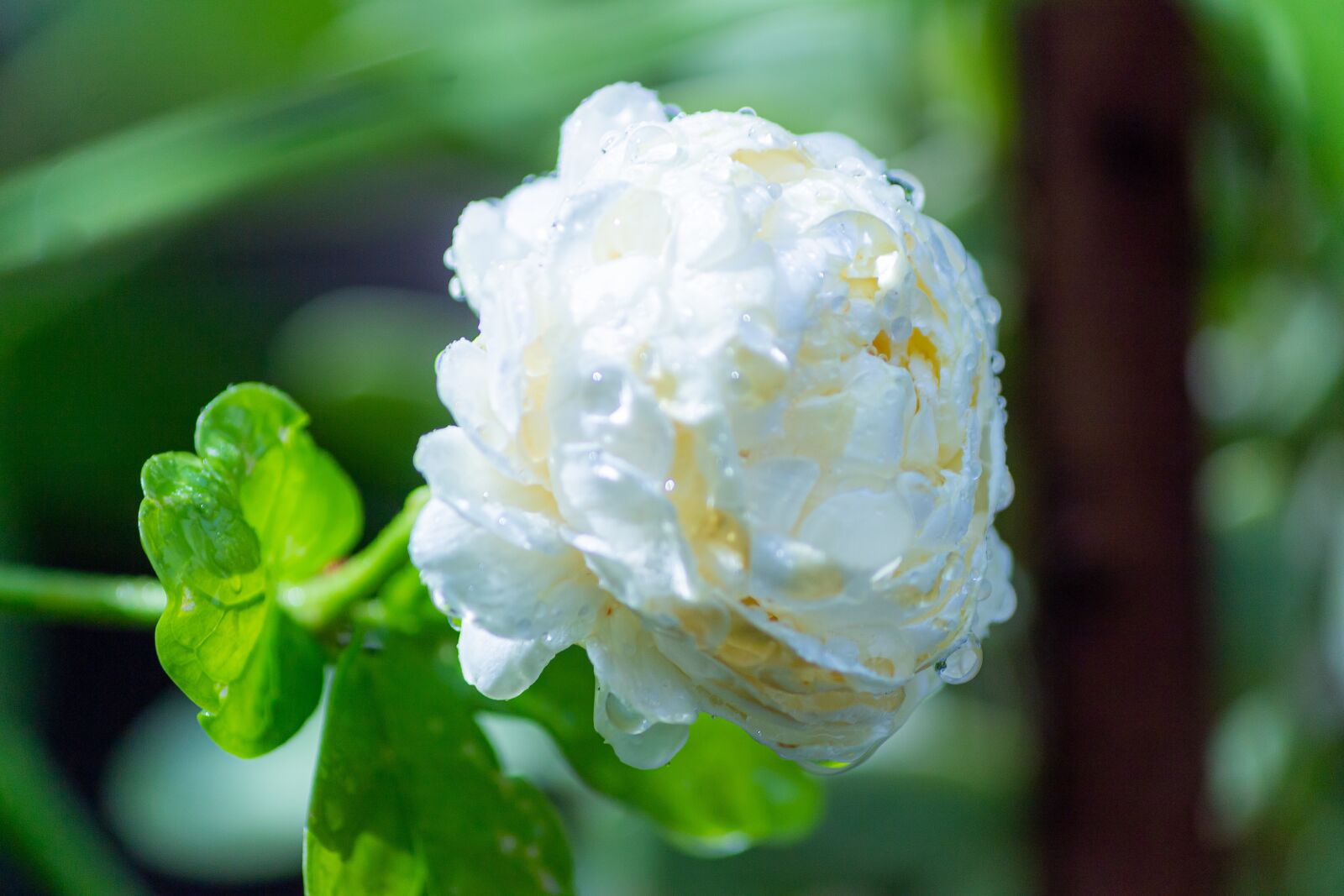 Canon EF-S 55-250mm F4-5.6 IS sample photo. Macro, sunlight, flower garden photography