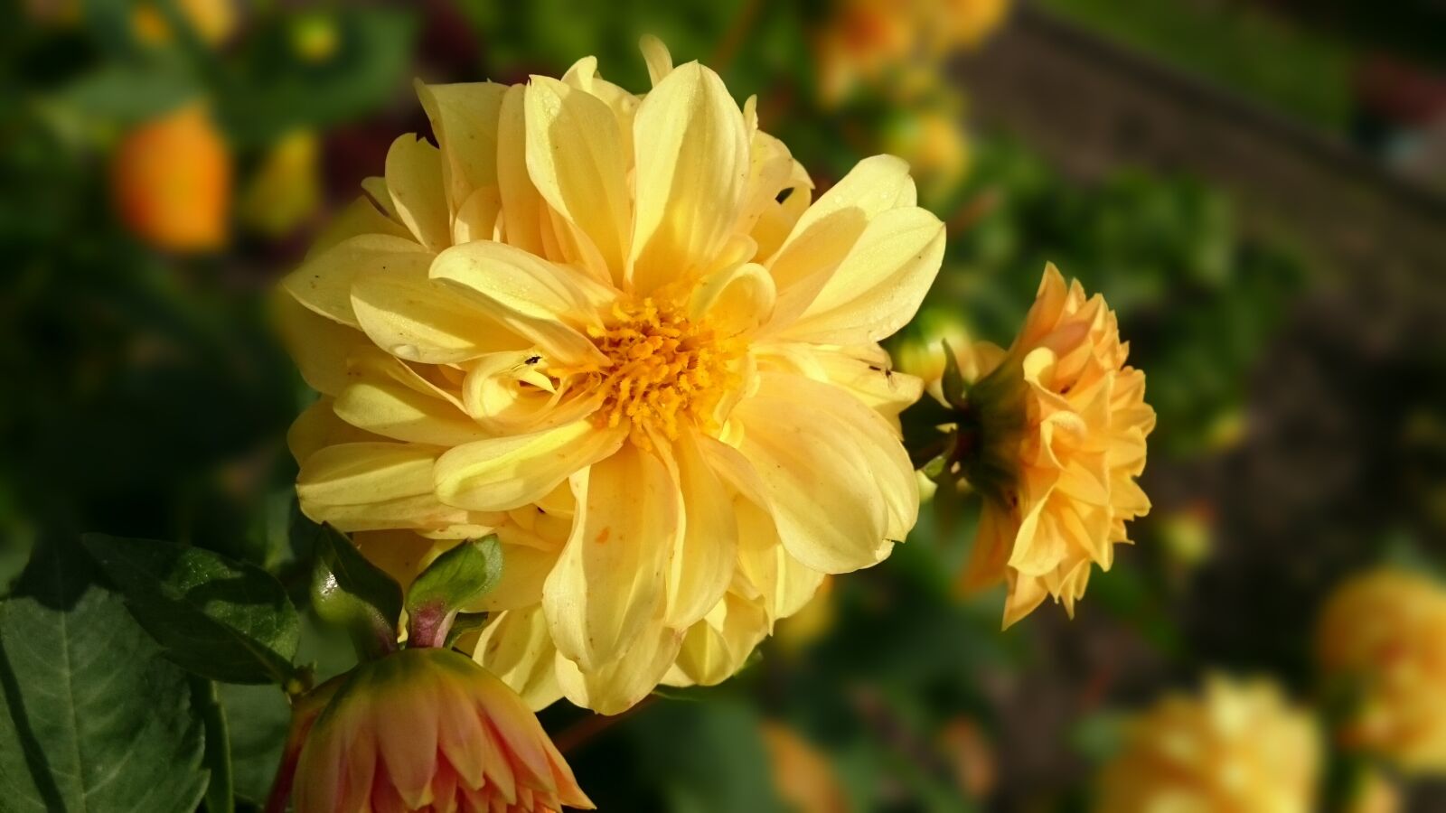 Sony Xperia Z3 sample photo. Flower, garden, yellow photography