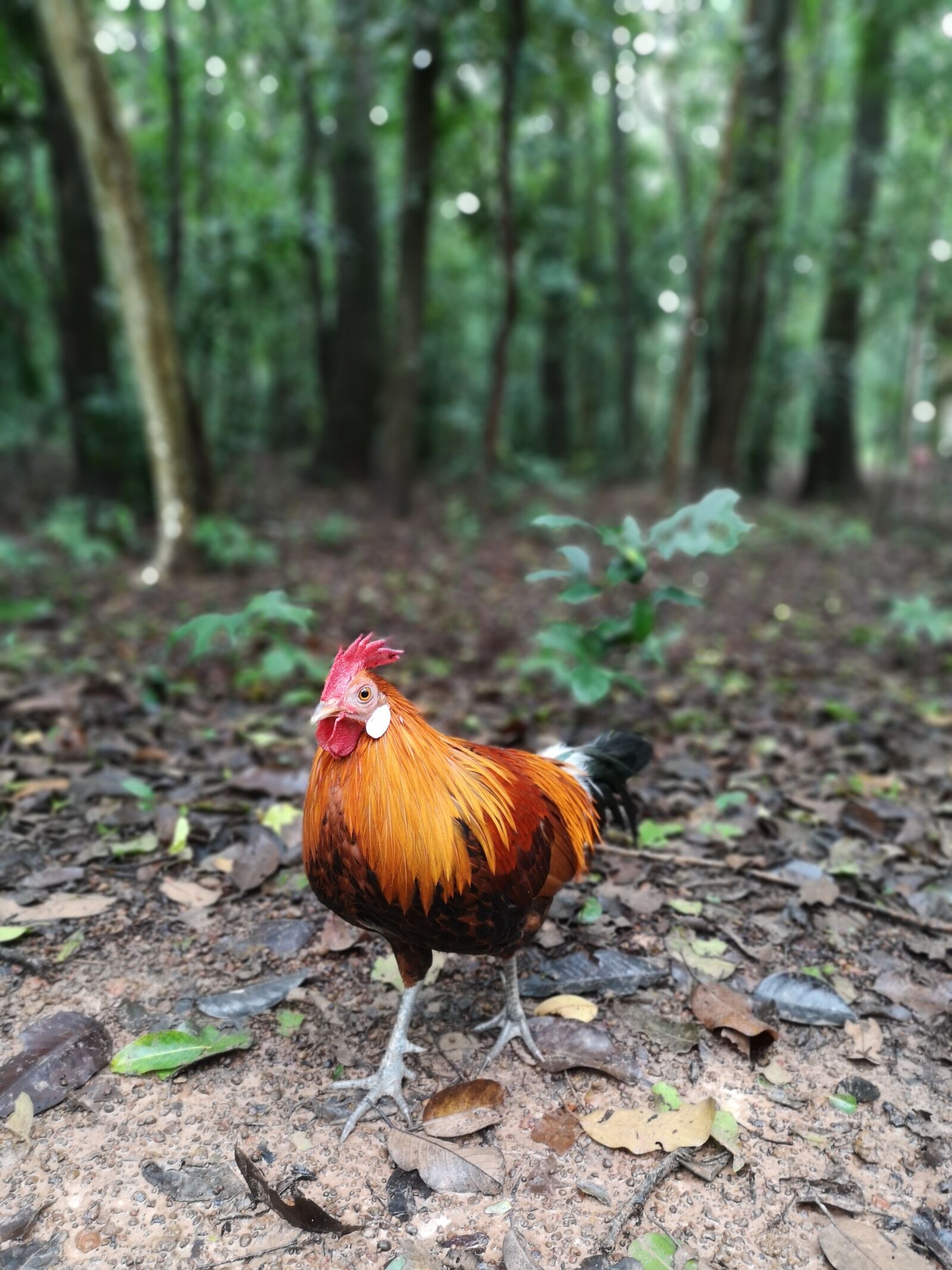 HUAWEI P20 sample photo. Chicken, nature, pa photography