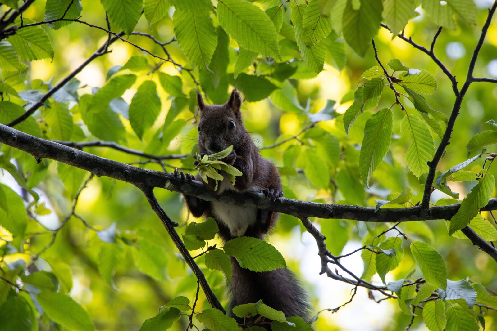Canon EOS M100 sample photo. Squirrel, animal, cute photography