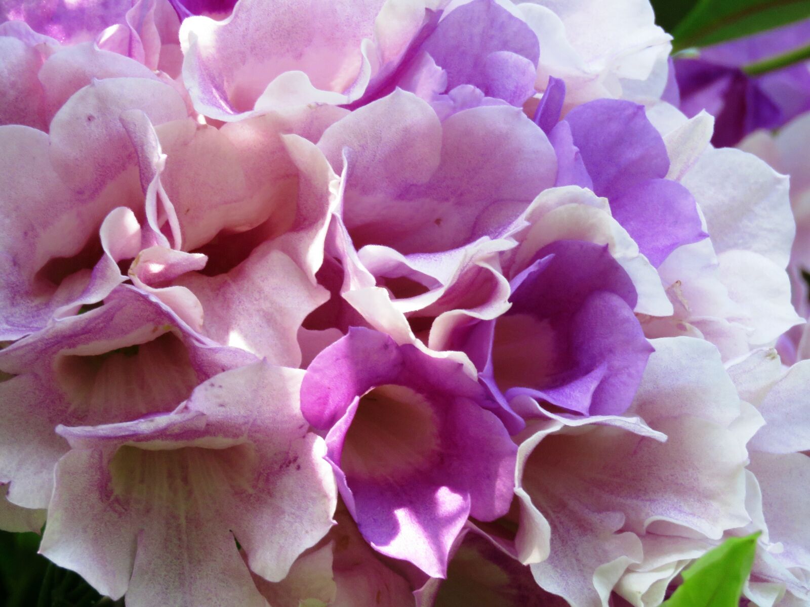 Canon PowerShot SX60 HS sample photo. Fresh, flower, zoom photography