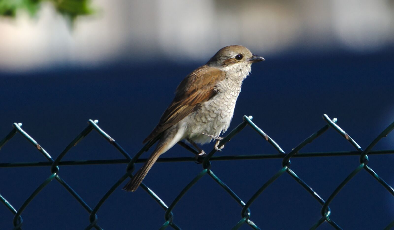 Sony FE 70-300mm F4.5-5.6 G OSS sample photo. Nine-killer, redback shrike, female photography