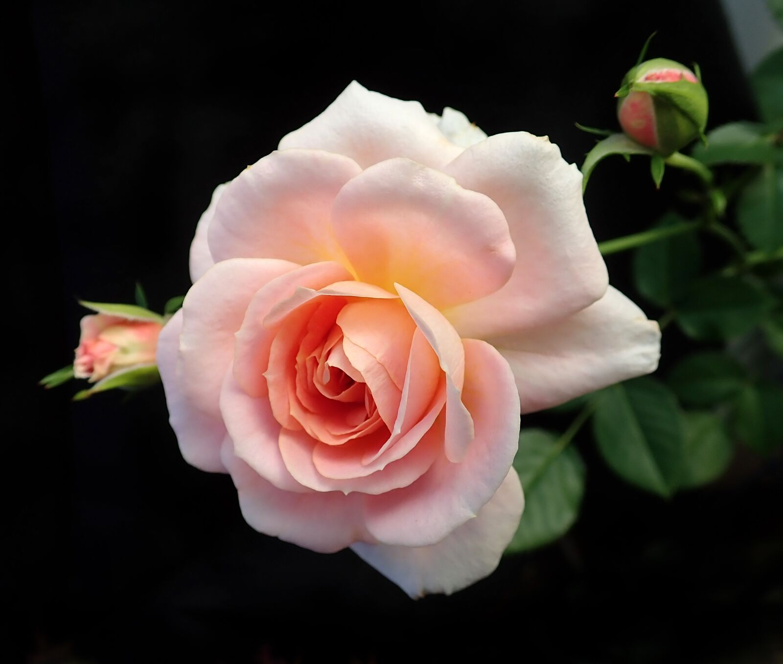 Olympus TG-5 sample photo. Flower, pink, rose photography