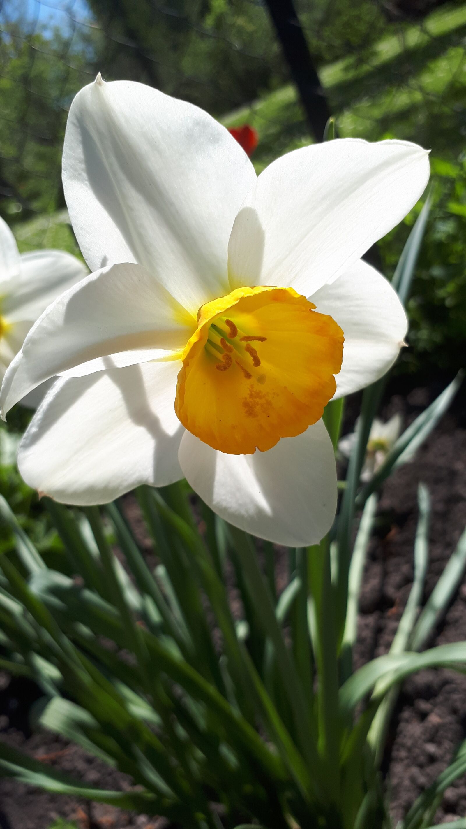 Samsung Galaxy A5(2017) sample photo. Flower, latvia, spring photography
