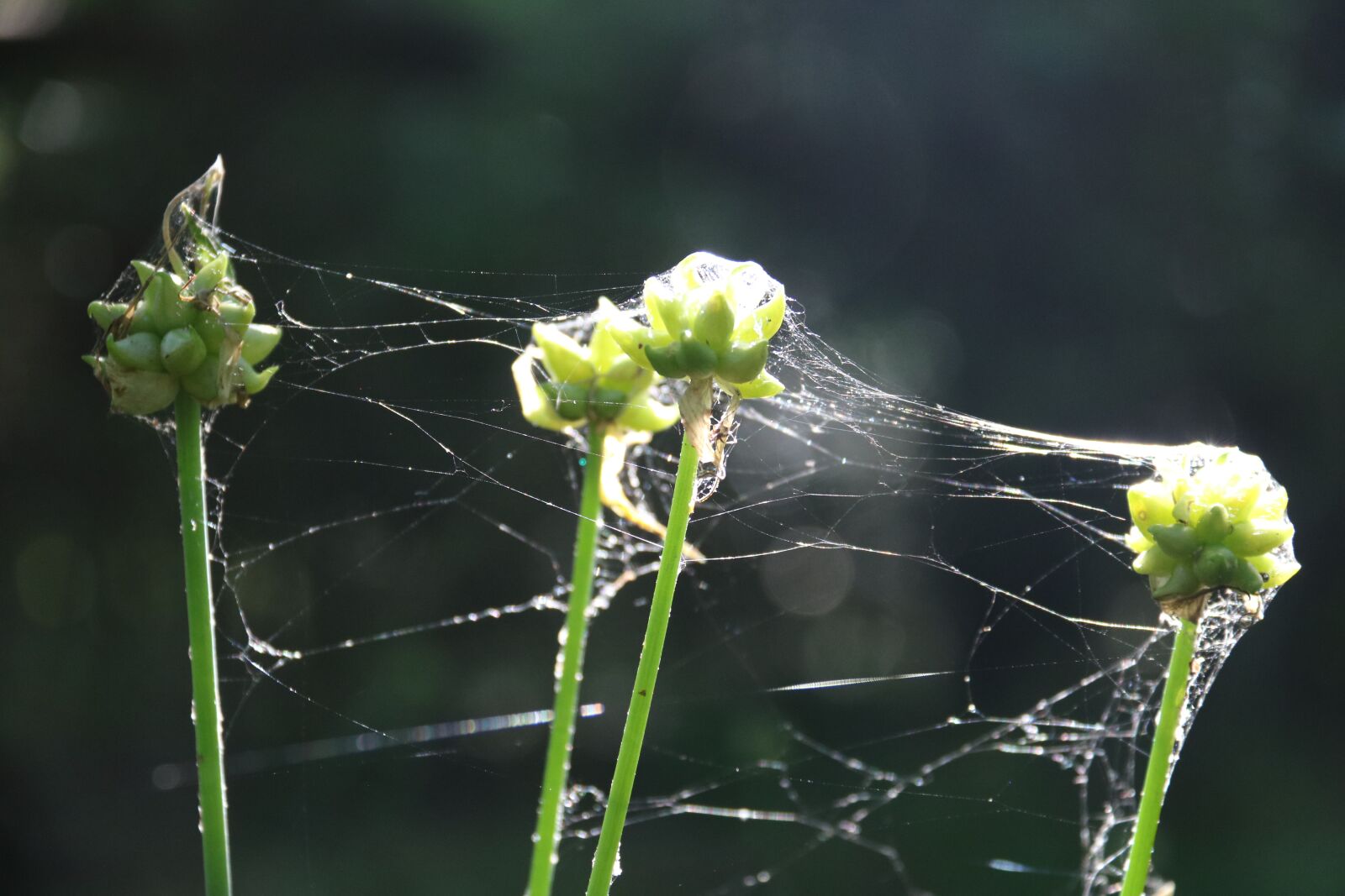 Canon EOS 750D (EOS Rebel T6i / EOS Kiss X8i) + Canon EF-S 18-200mm F3.5-5.6 IS sample photo. Sun, light, plant photography