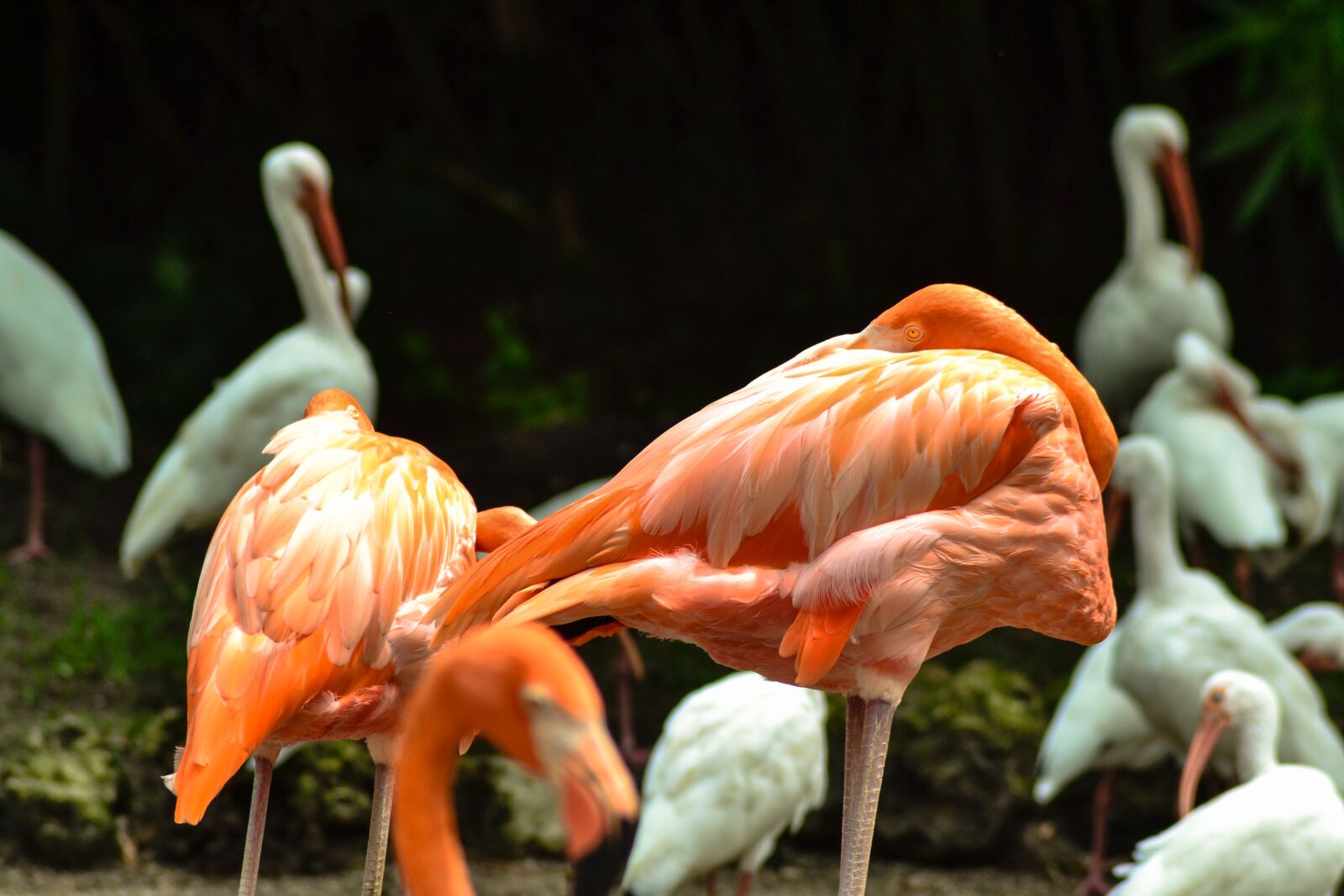 Nikon D3100 sample photo. Flamingo, birds, animal photography