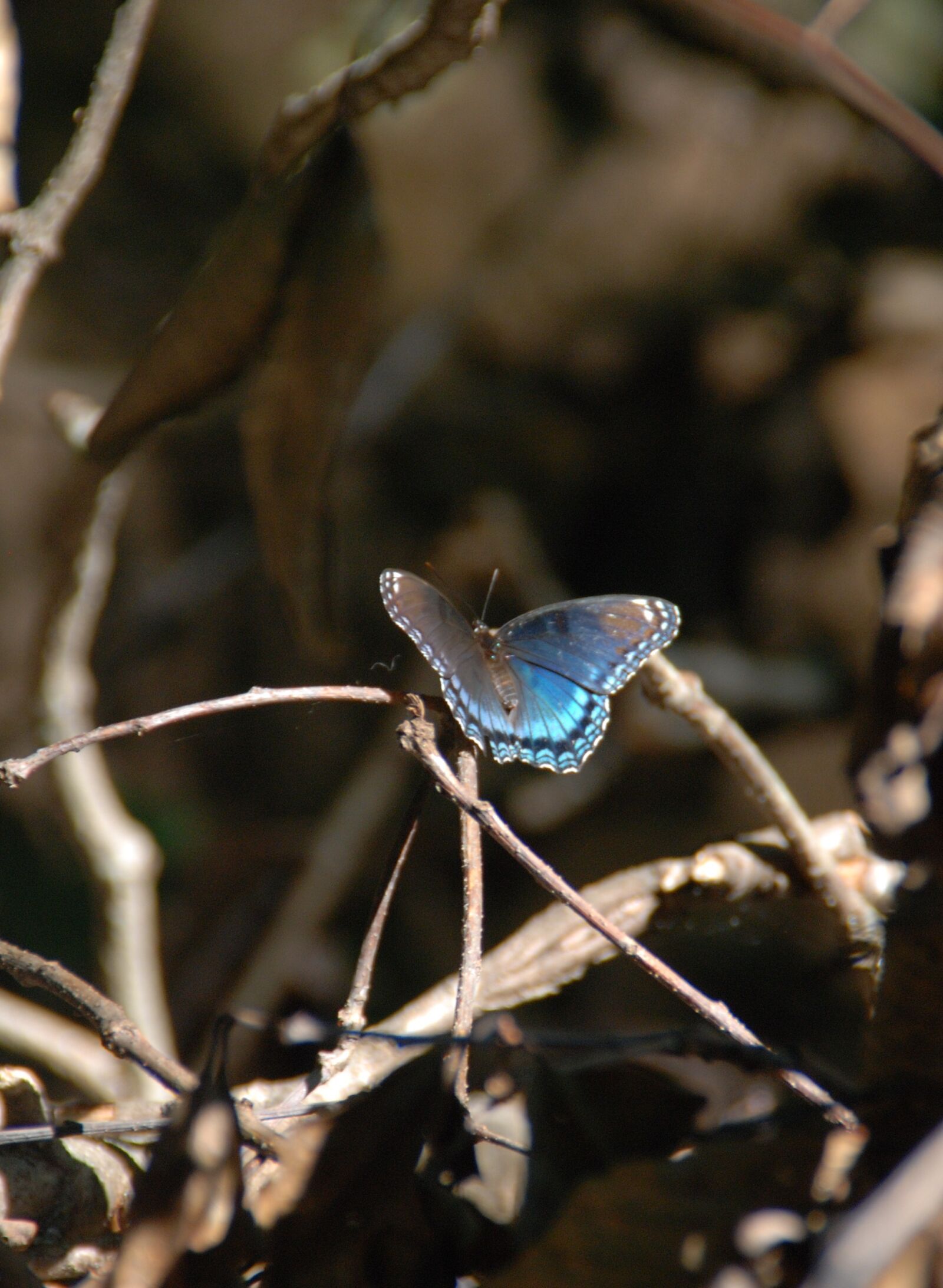 Nikon D80 sample photo. Butterfly, nature, woods photography