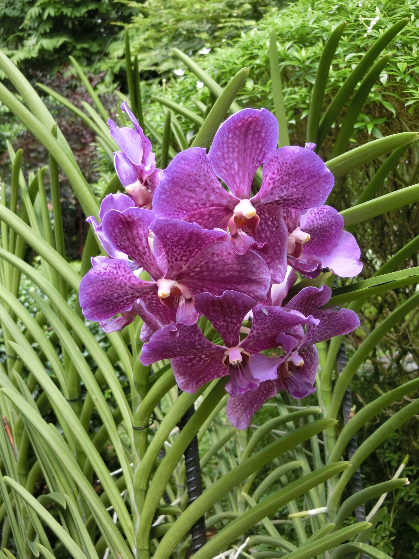 CASIO EX-ZR850 sample photo. Orchid, flower, singapore-orchid-garden photography