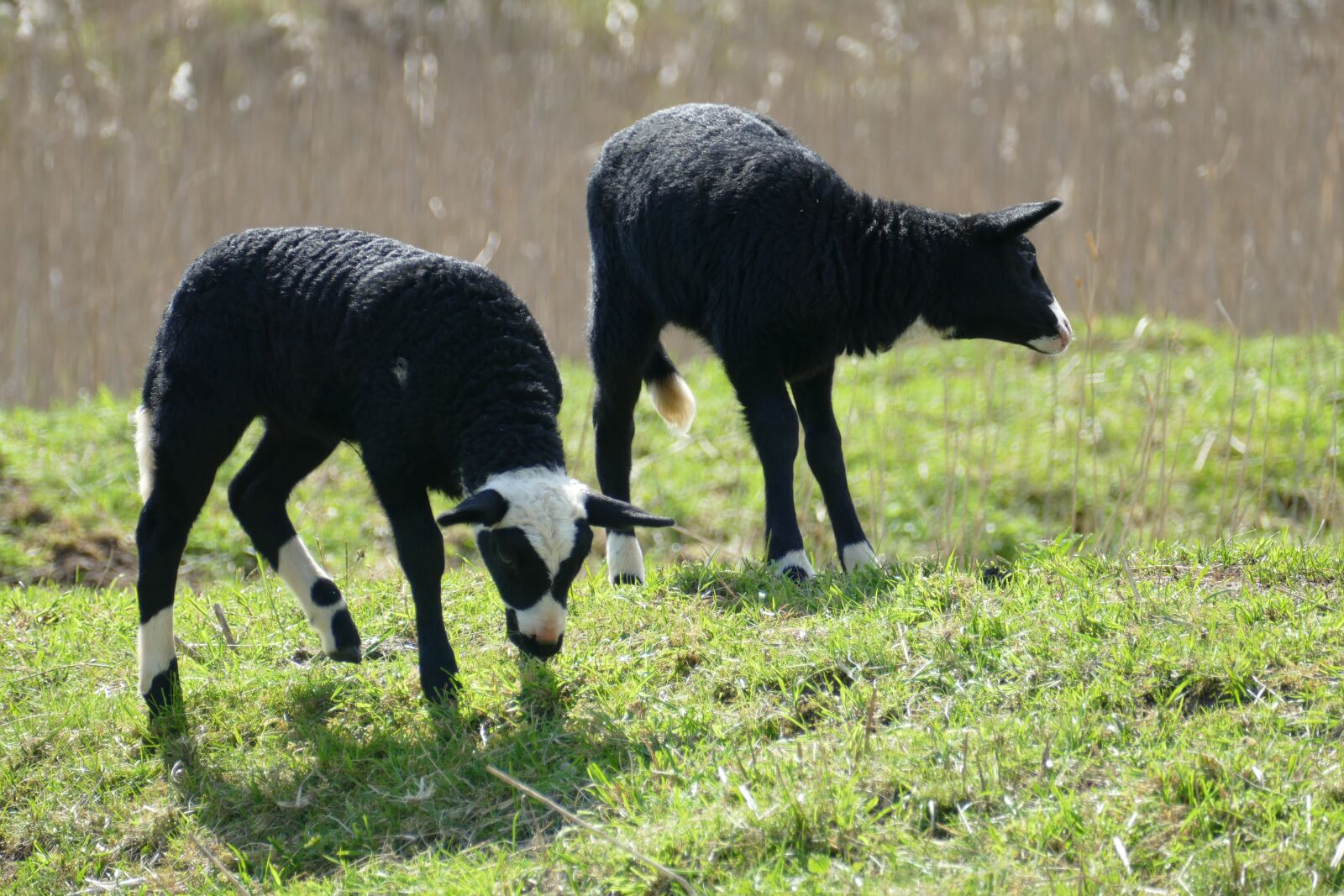 Panasonic Lumix DMC-FZ1000 sample photo. Lamb, sheep, mammal photography