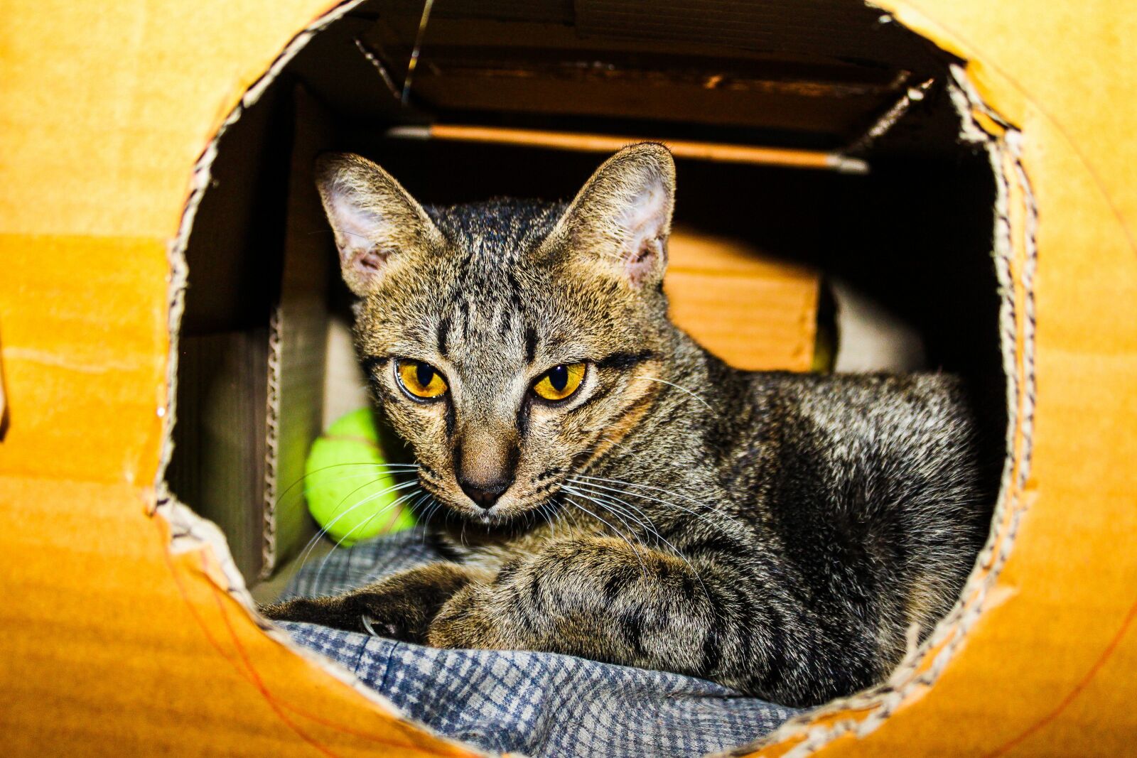 Canon EOS 650D (EOS Rebel T4i / EOS Kiss X6i) sample photo. Small, fur, young photography