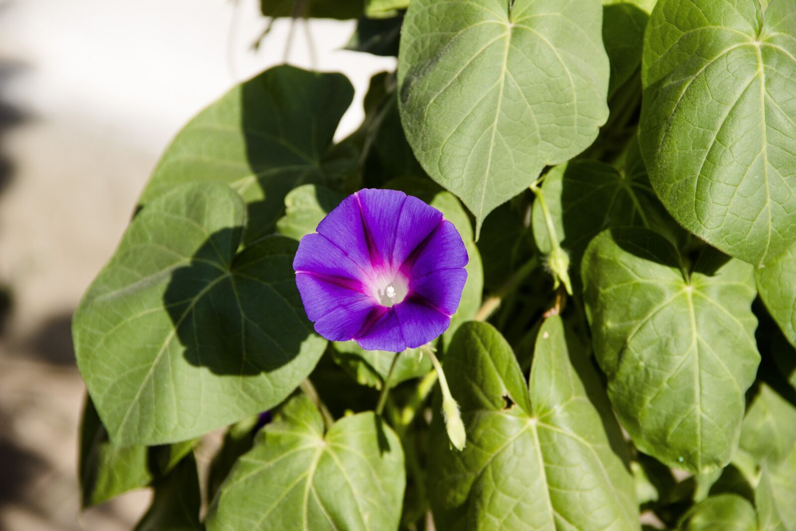 Canon EOS 650D (EOS Rebel T4i / EOS Kiss X6i) sample photo. Flower, garden, bloom photography