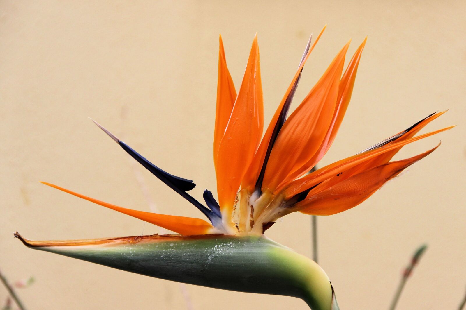 Canon EOS 600D (Rebel EOS T3i / EOS Kiss X5) sample photo. Nature, plant, spring photography