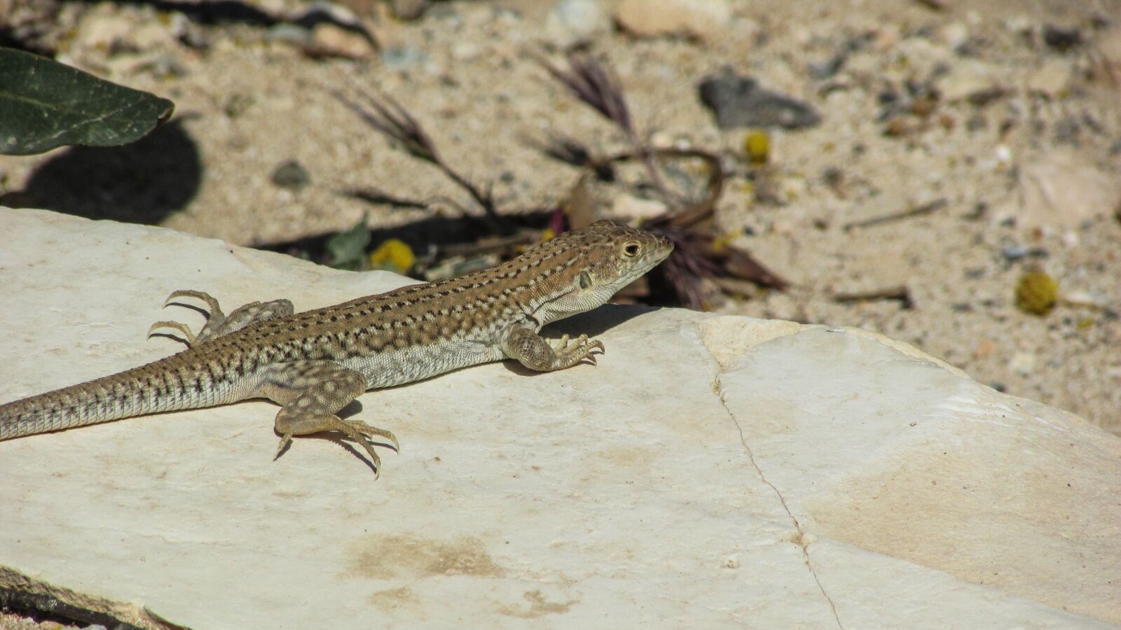 Canon PowerShot SX400 IS sample photo. Lizard, acanthodactylus schreiberi, reptile photography