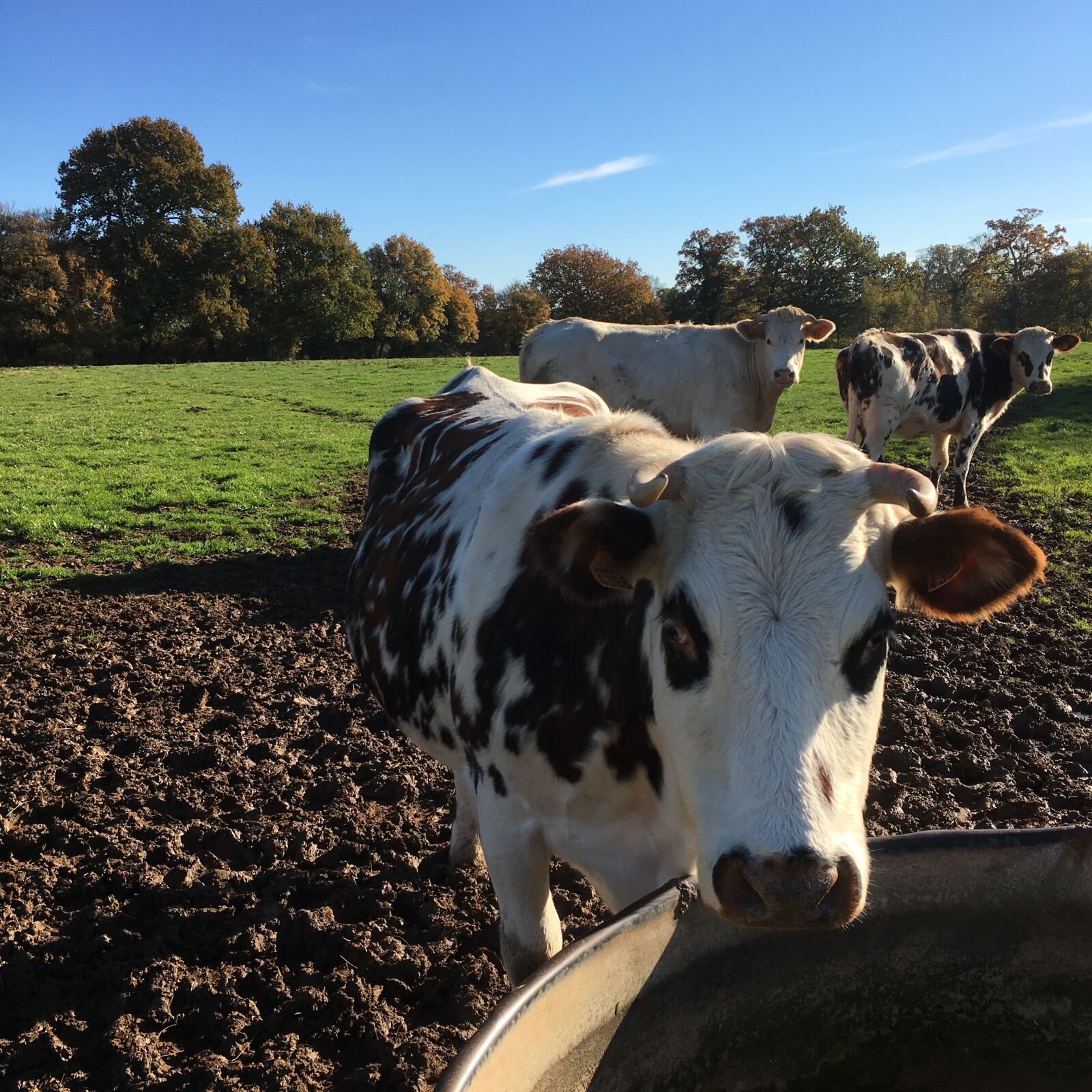 Apple iPhone 6s sample photo. Cow, whey, close up photography