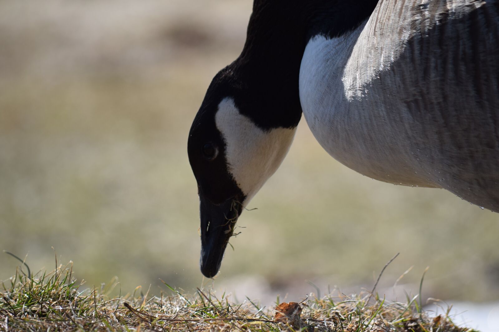 Nikon D5300 sample photo. Animal life, nature, birds photography
