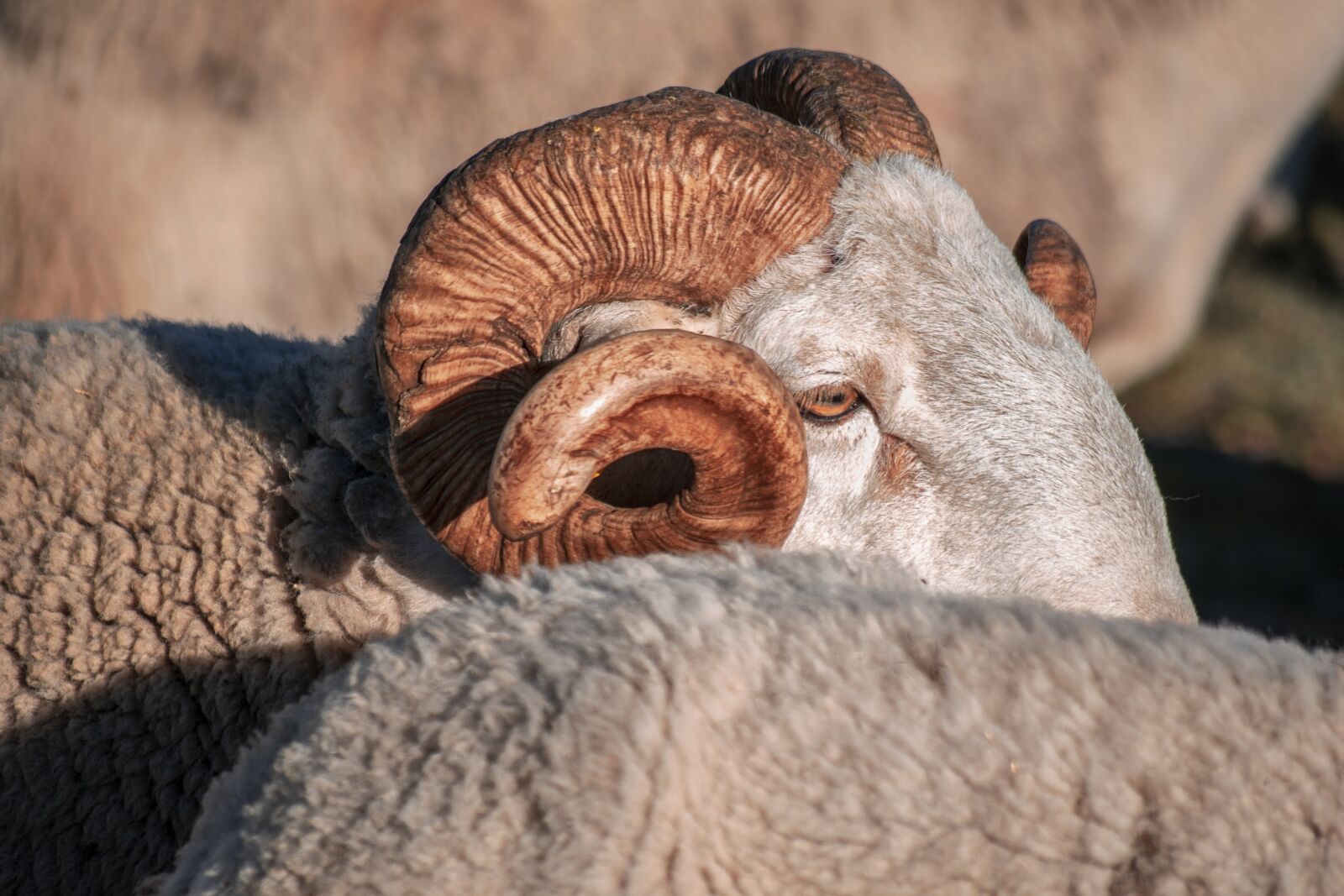 Nikon D3300 sample photo. Sheep, wool, animals photography