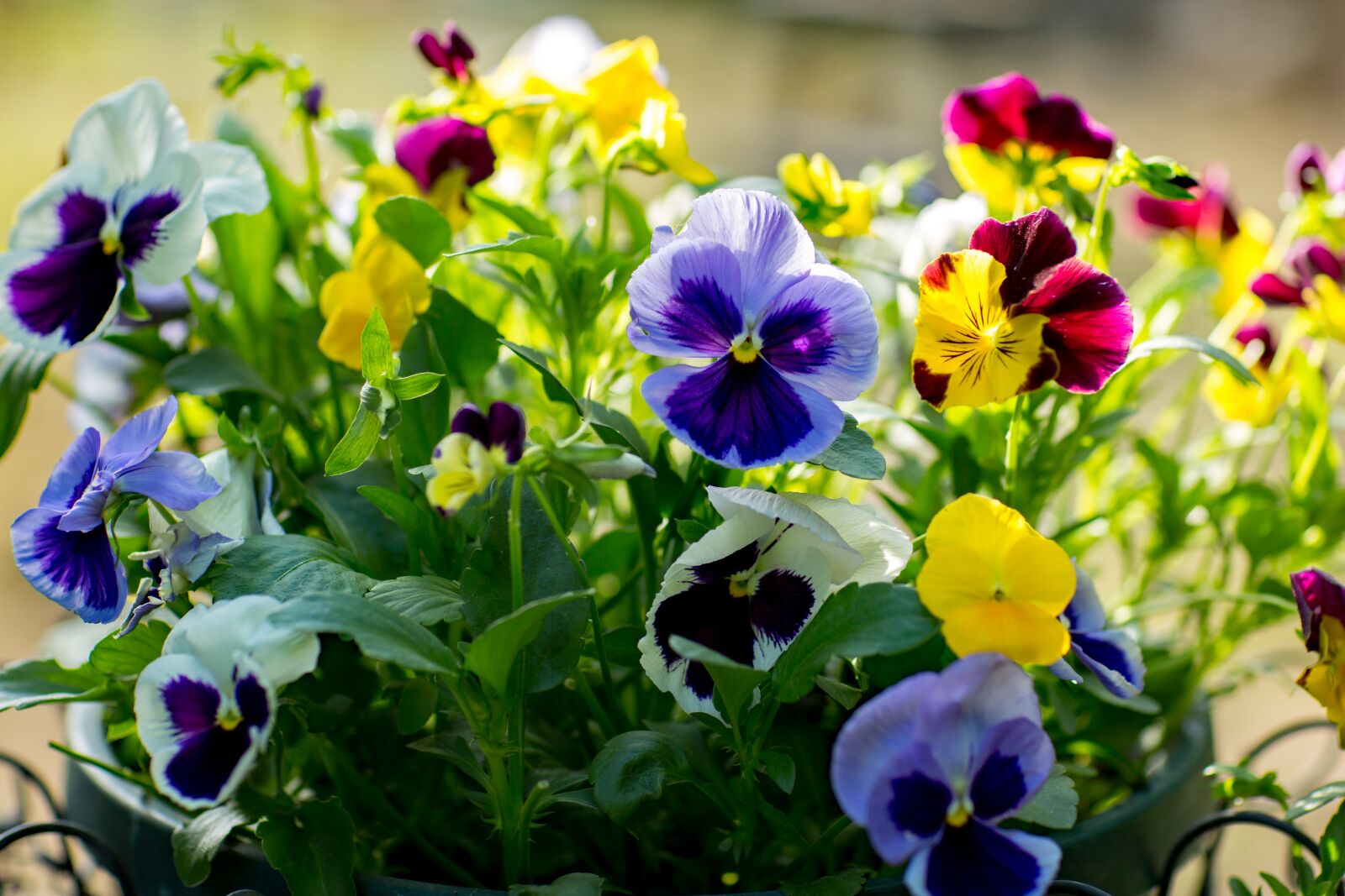 Canon EF 85mm F1.2L II USM sample photo. Nature, flower, flora photography