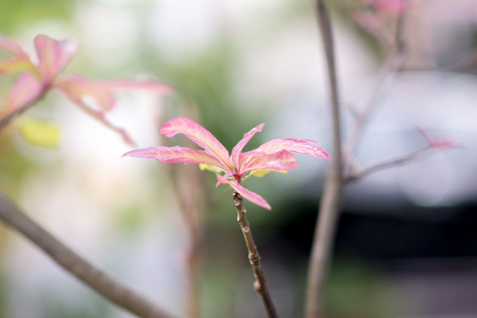 Nikon D5200 sample photo. Tree, green, nature photography