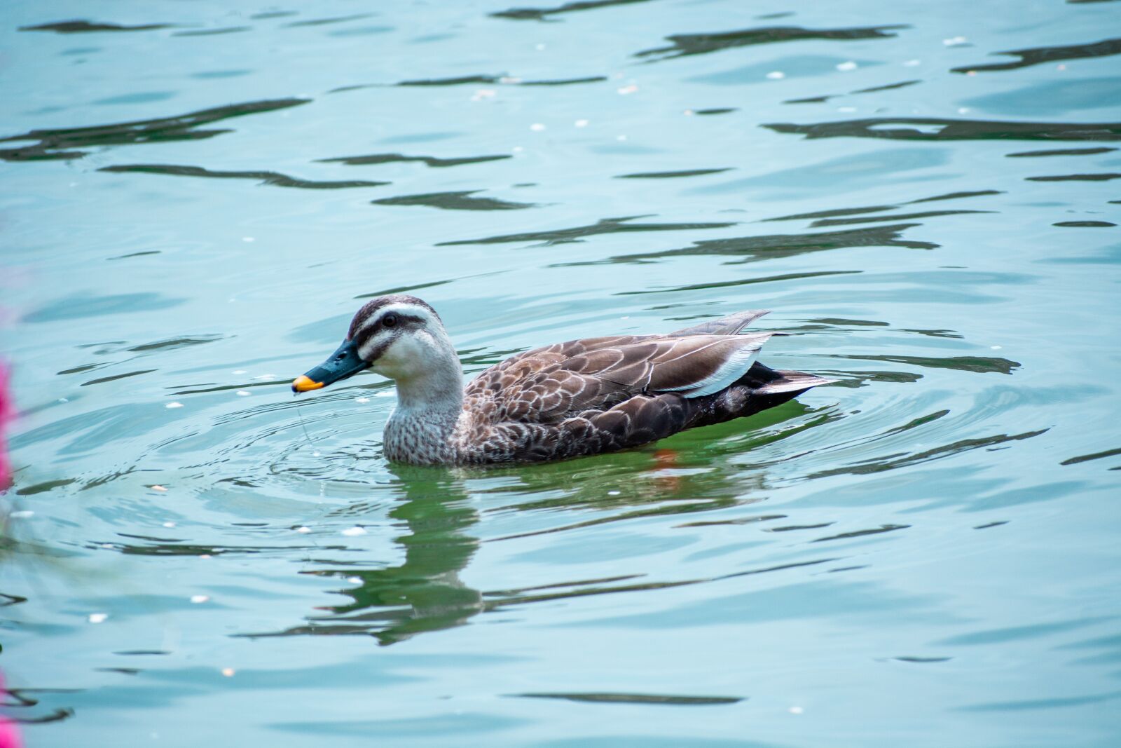 Nikon D7100 sample photo. Duck, animal, plumage photography