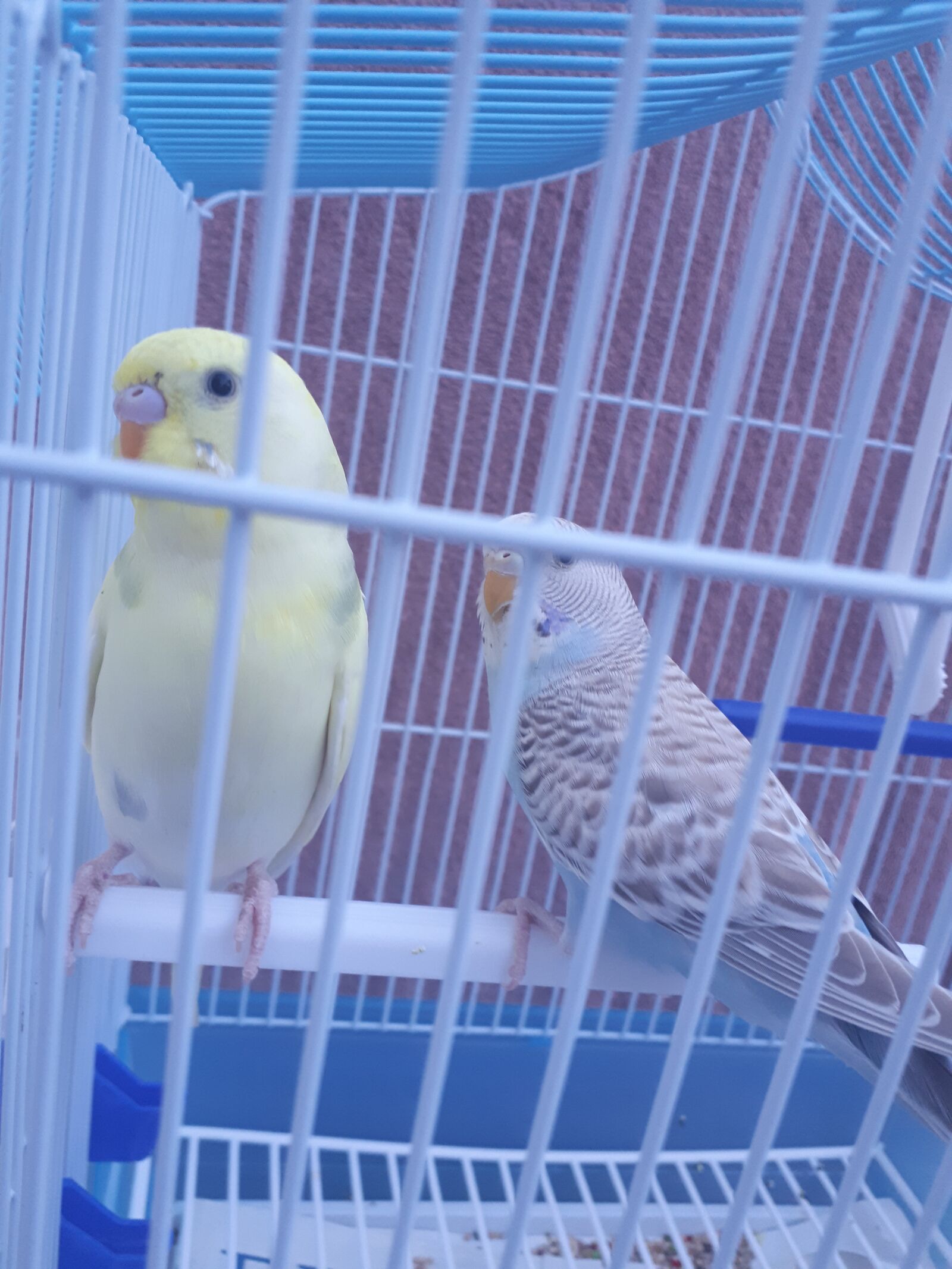 Samsung Galaxy A5(2017) sample photo. Parakeets, birds, cage photography