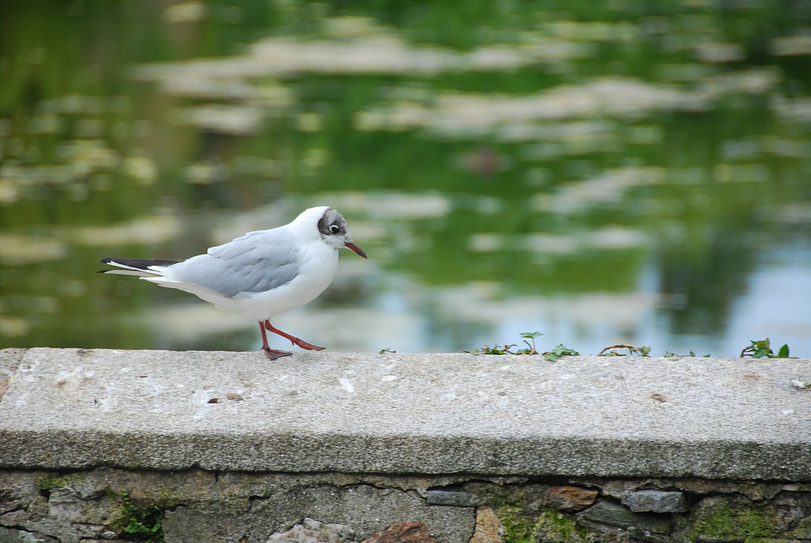 Nikon D80 sample photo. Seagull, water bird, bird photography