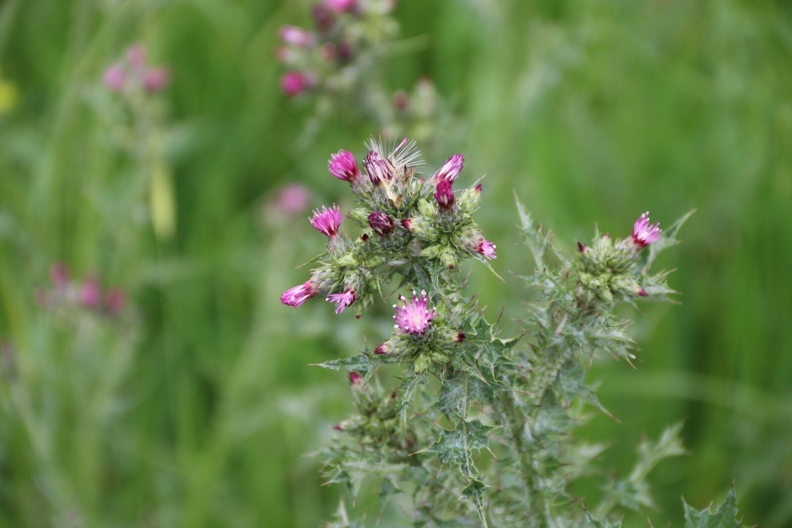 Canon EF-S 18-135mm F3.5-5.6 IS sample photo. Pink, purple, flower photography