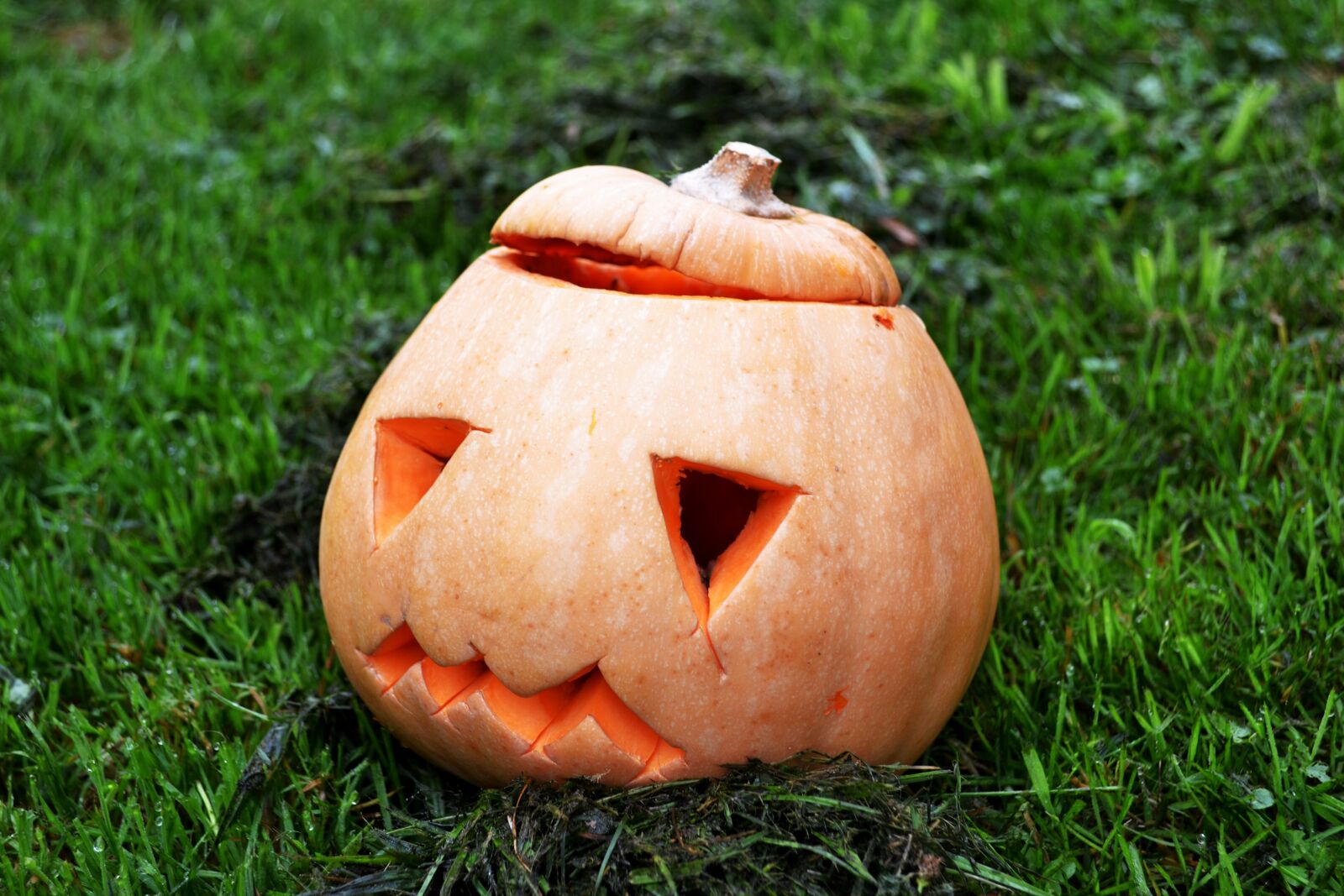 Nikon D3100 sample photo. Pumpkin, squash, halloween photography