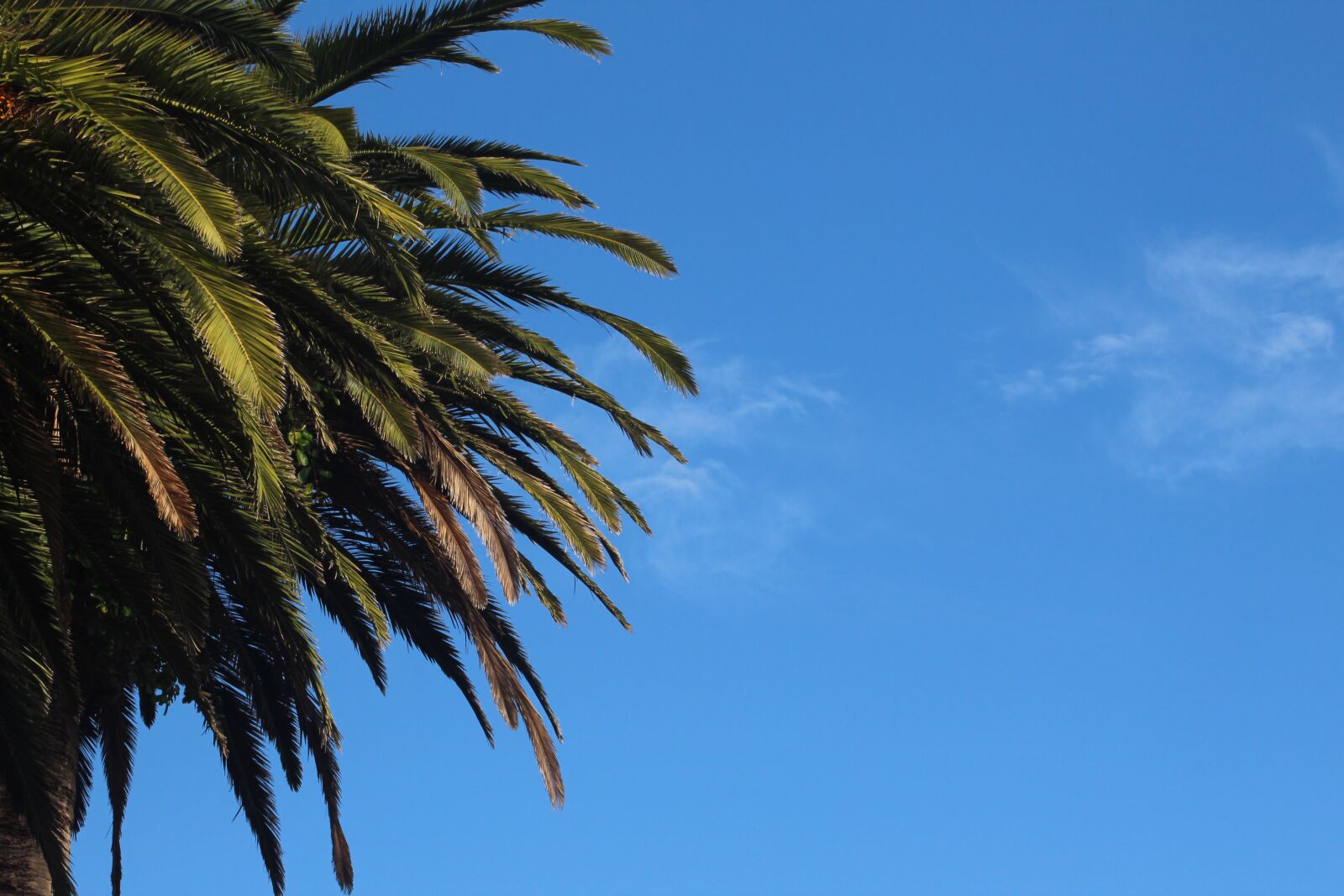 Canon EF75-300mm f/4-5.6 sample photo. Palm tree, palm, blue photography