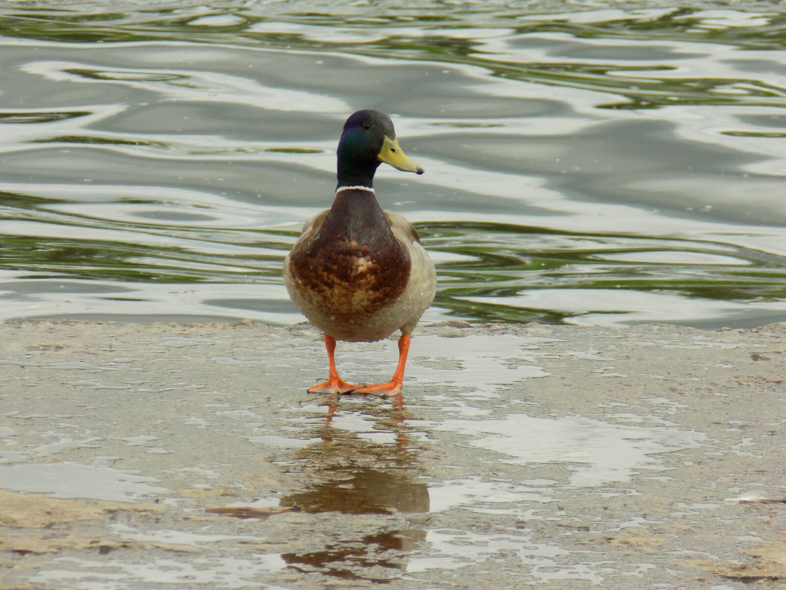 Nikon COOLPIX L330 sample photo. Duck, river, wild duck photography