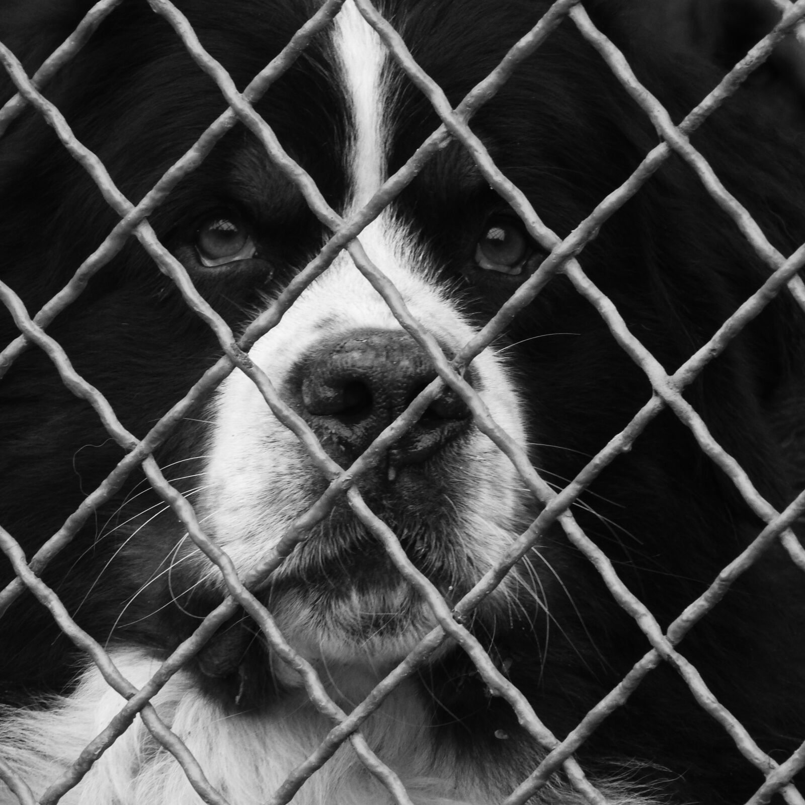 Nikon Coolpix P610 sample photo. Dog behind fence, fence photography