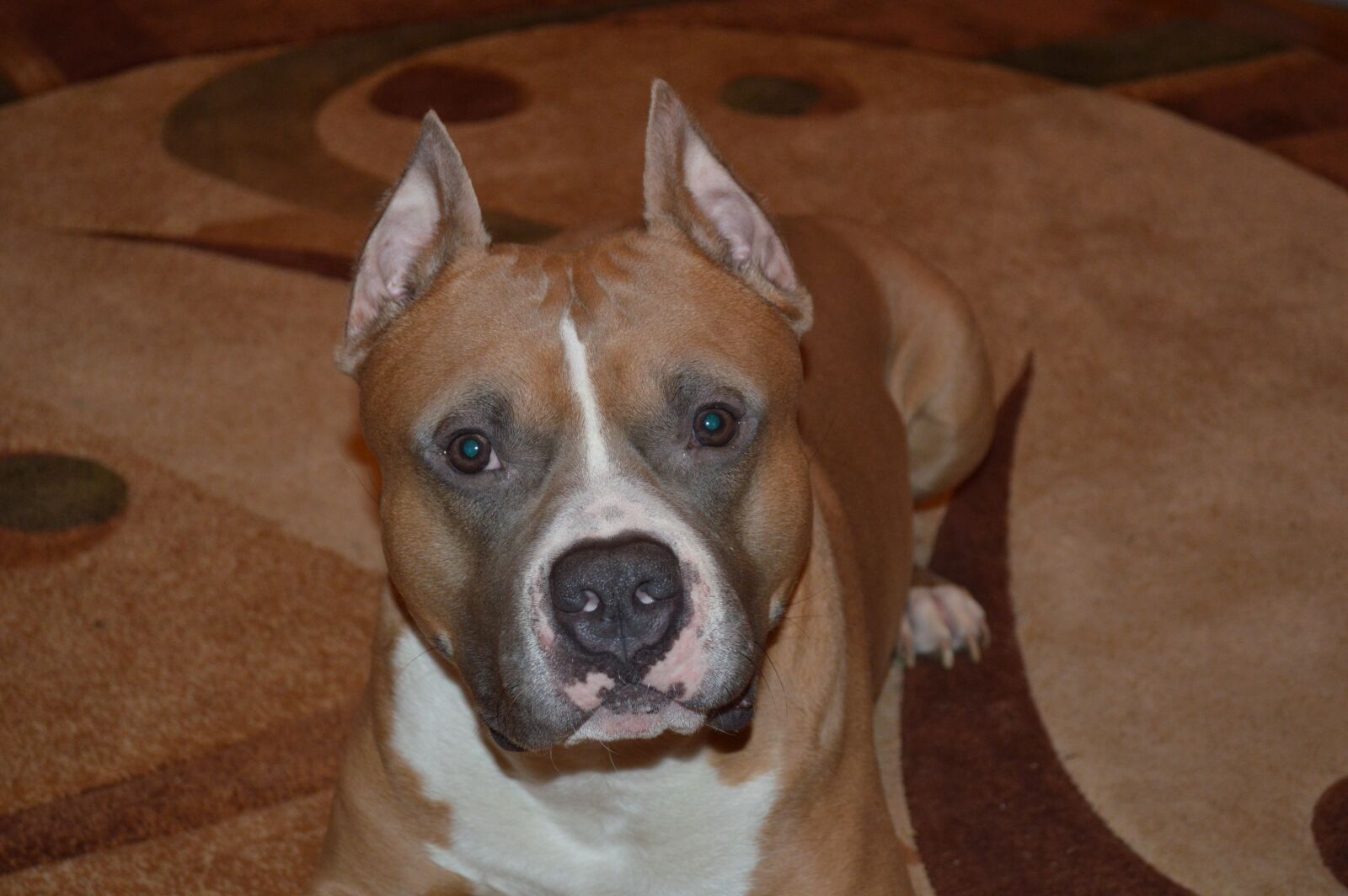 Nikon D3200 sample photo. Staffordshire terrier, american staffordshire photography