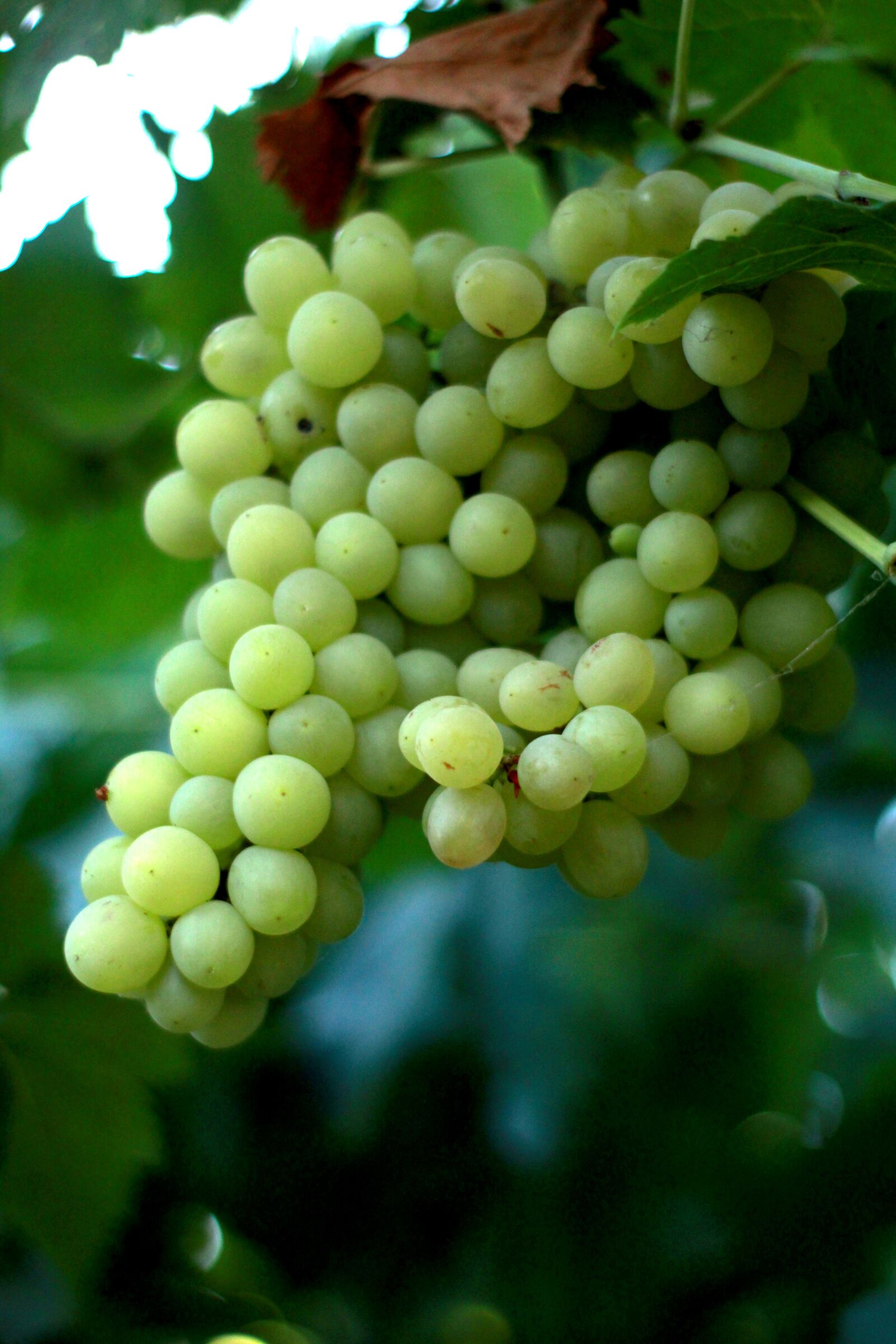 Canon EOS 1200D (EOS Rebel T5 / EOS Kiss X70 / EOS Hi) sample photo. Berry, autumn, vitamins photography