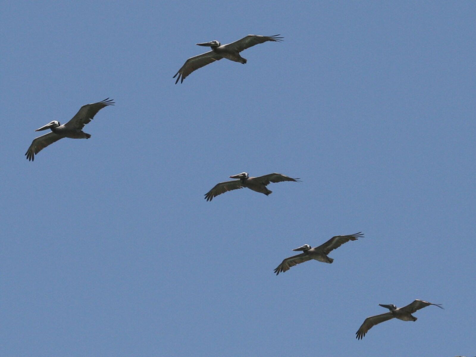 Canon EOS 400D (EOS Digital Rebel XTi / EOS Kiss Digital X) sample photo. Pelican, bird, nature photography