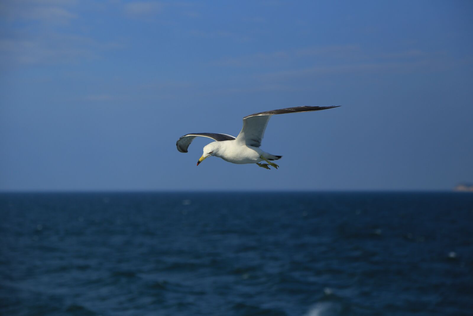 Canon EOS 6D + Canon EF 24-105mm F4L IS USM sample photo. Seagull, nature, animal photography