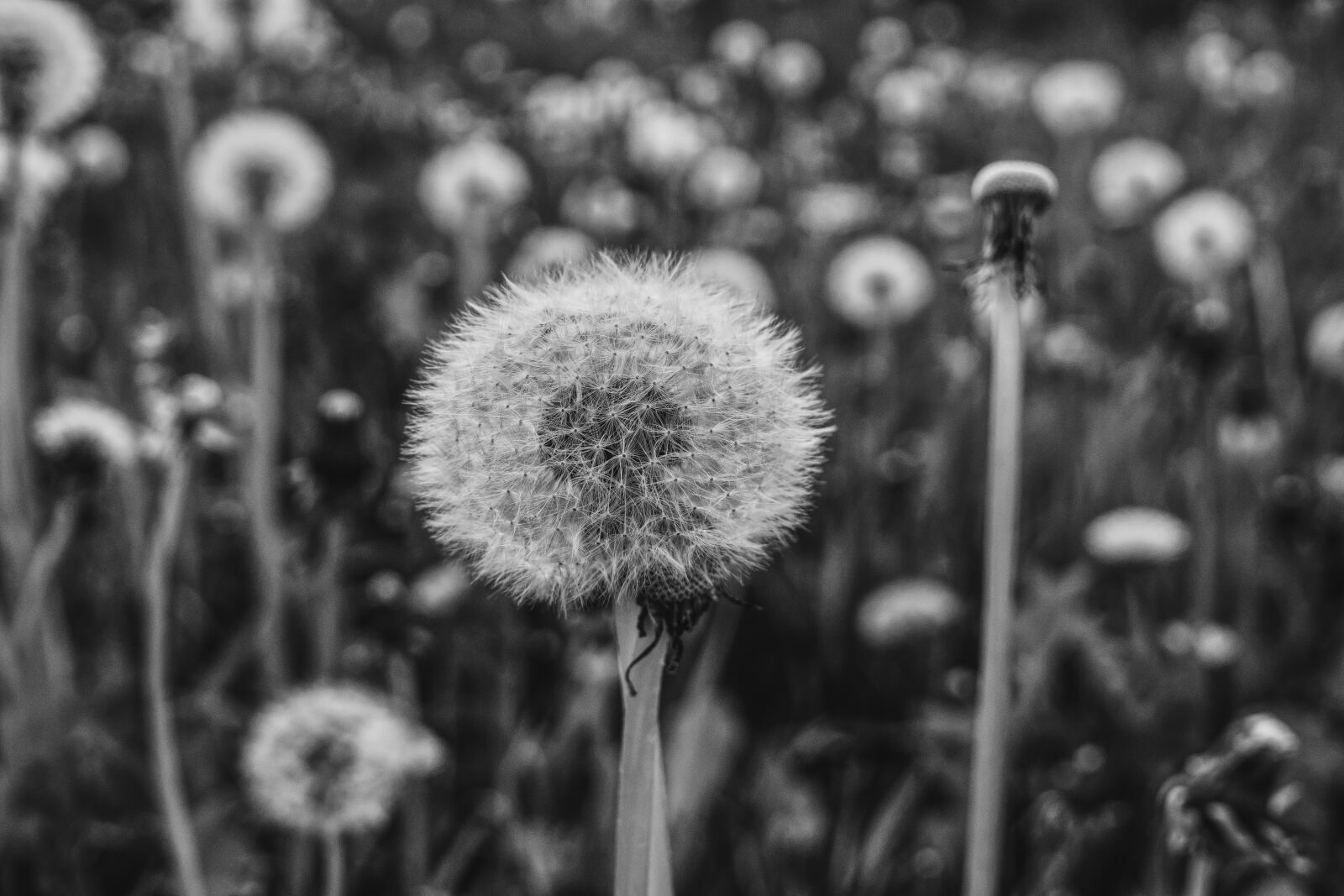 Sigma 30mm F2.8 EX DN sample photo. Dandelion, black white, nature photography