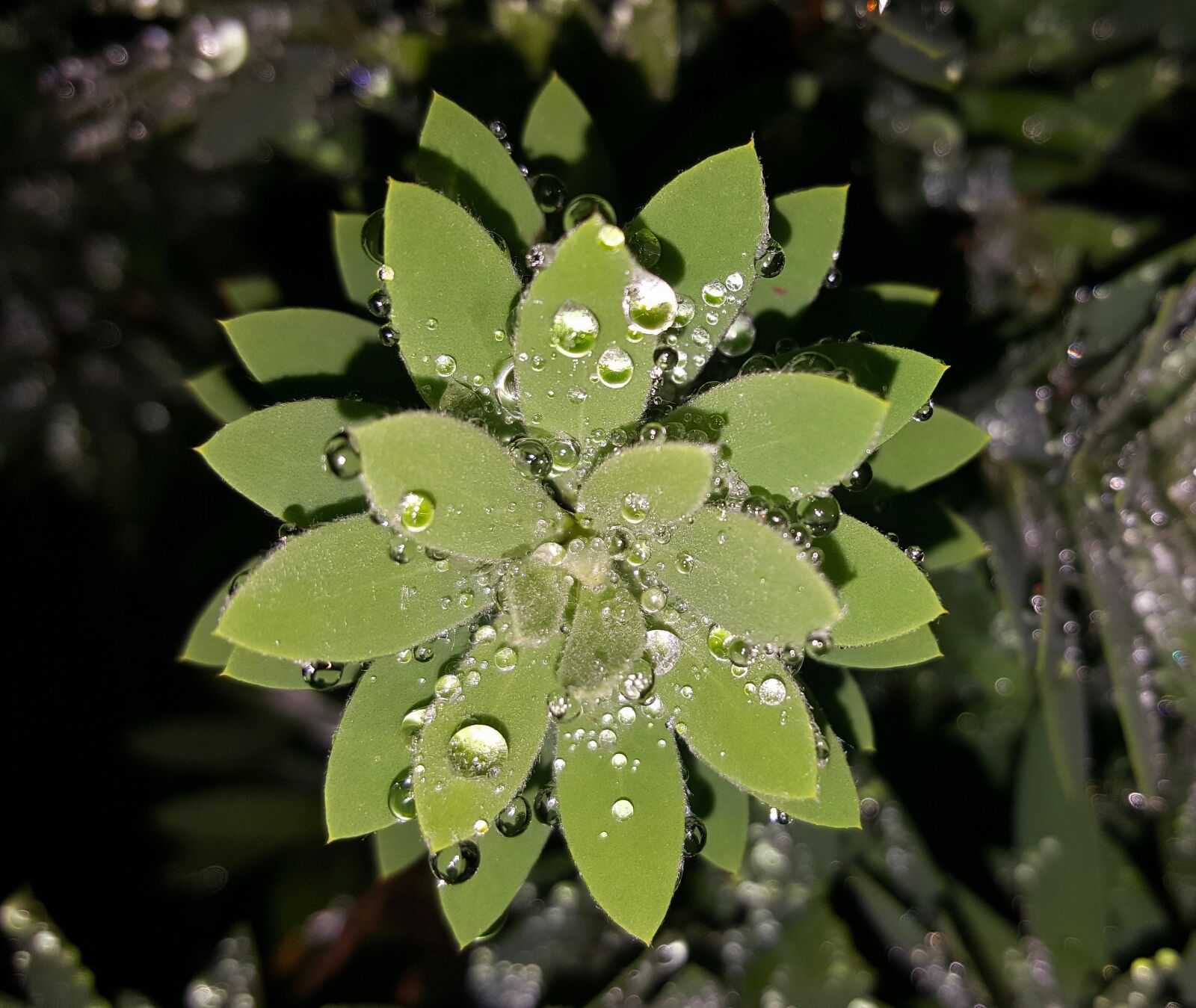 Samsung Galaxy Note5 sample photo. Leaves, shrub, green photography