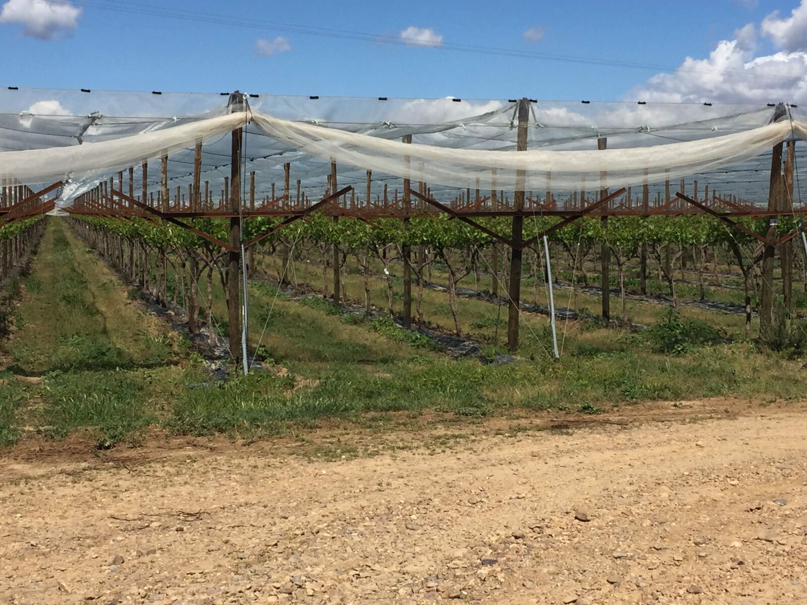 Apple iPhone 6 sample photo. Greenhouse, grapes, fruit photography