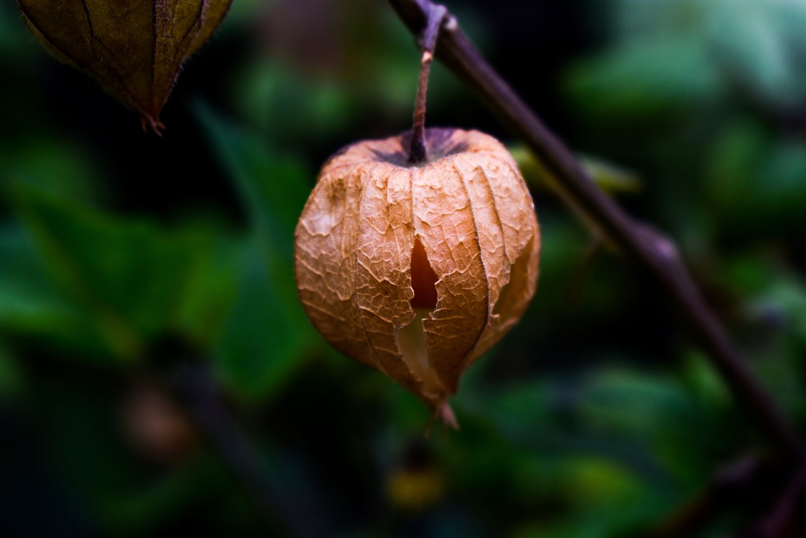 Nikon D3400 sample photo. Leaf, fruit, food photography