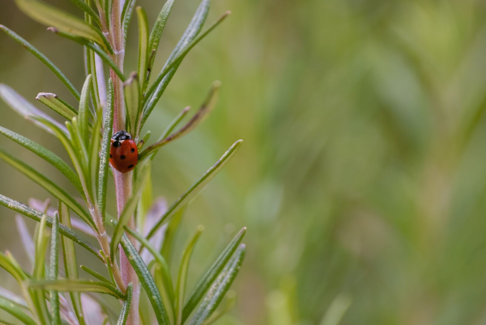 Nikon D80 sample photo. Nature, leaf, plant photography